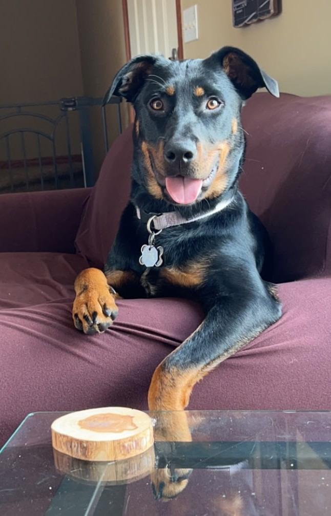 Enlarge Nala, a Adoptable mixed breed in St. Cloud, MN image 1/2