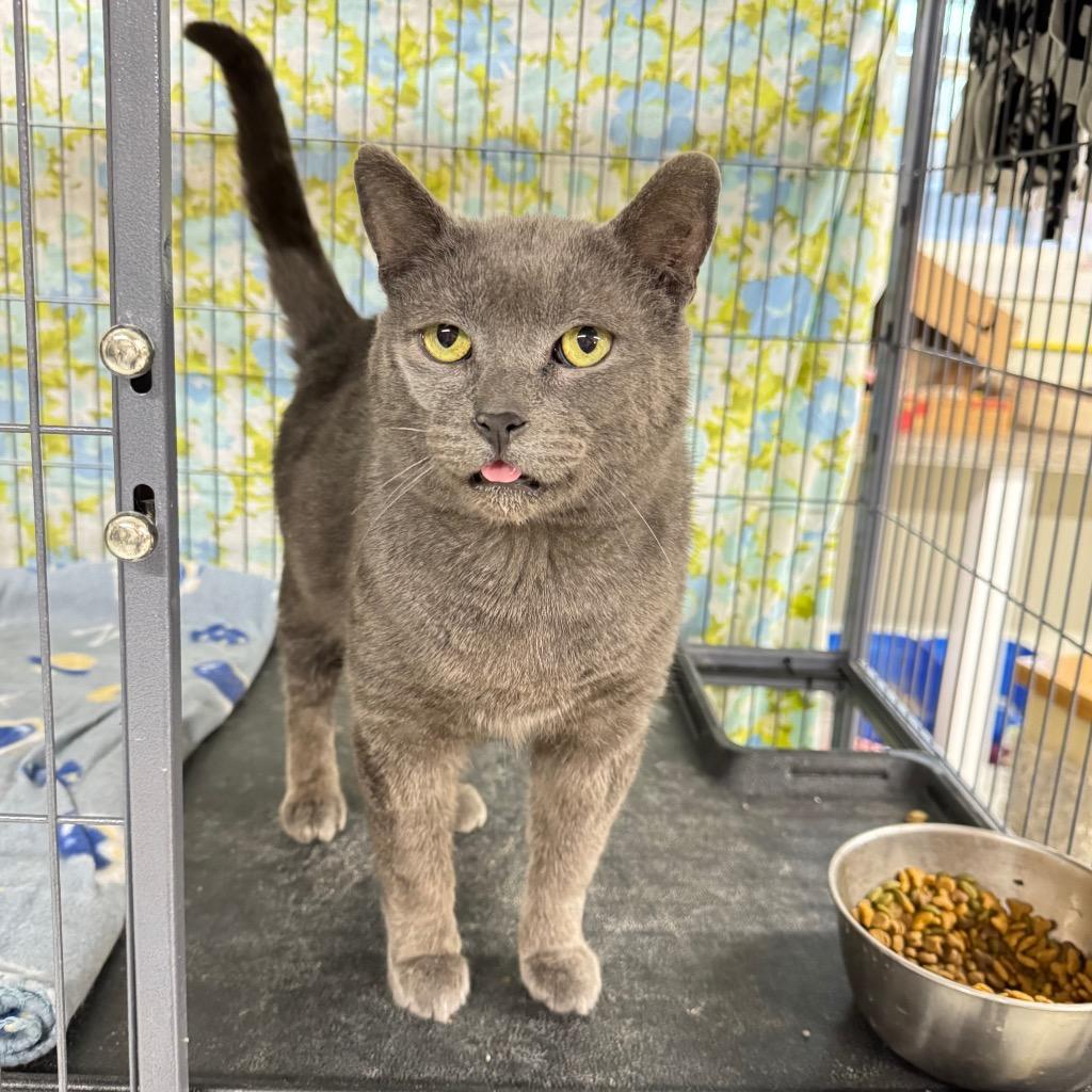 Enlarge TOM, a Adopted mixed breed in Battle Creek, MI image 1/1