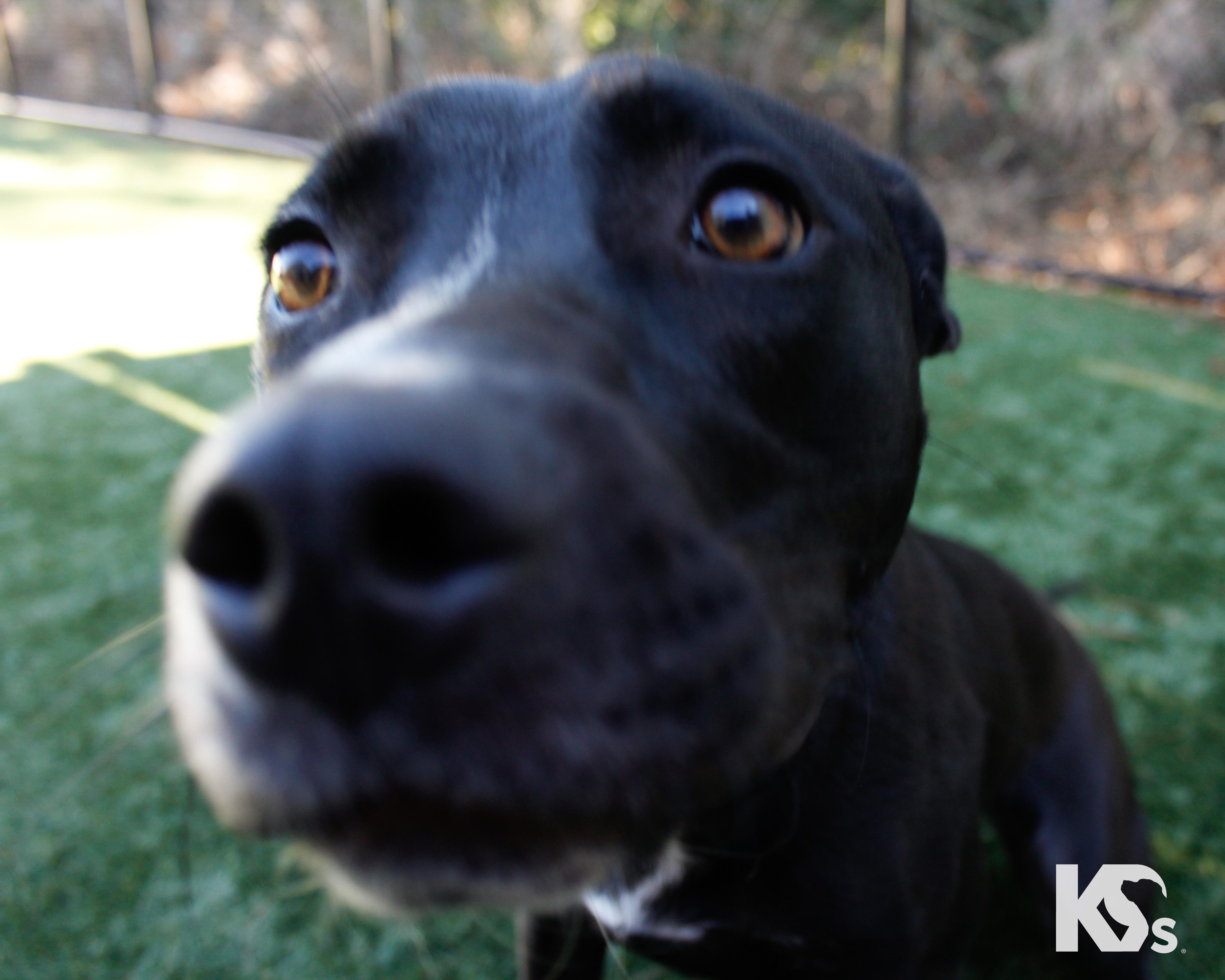 Enlarge Whitney , an adoptable mixed breed in Ponte Vedra, FL image 4/4