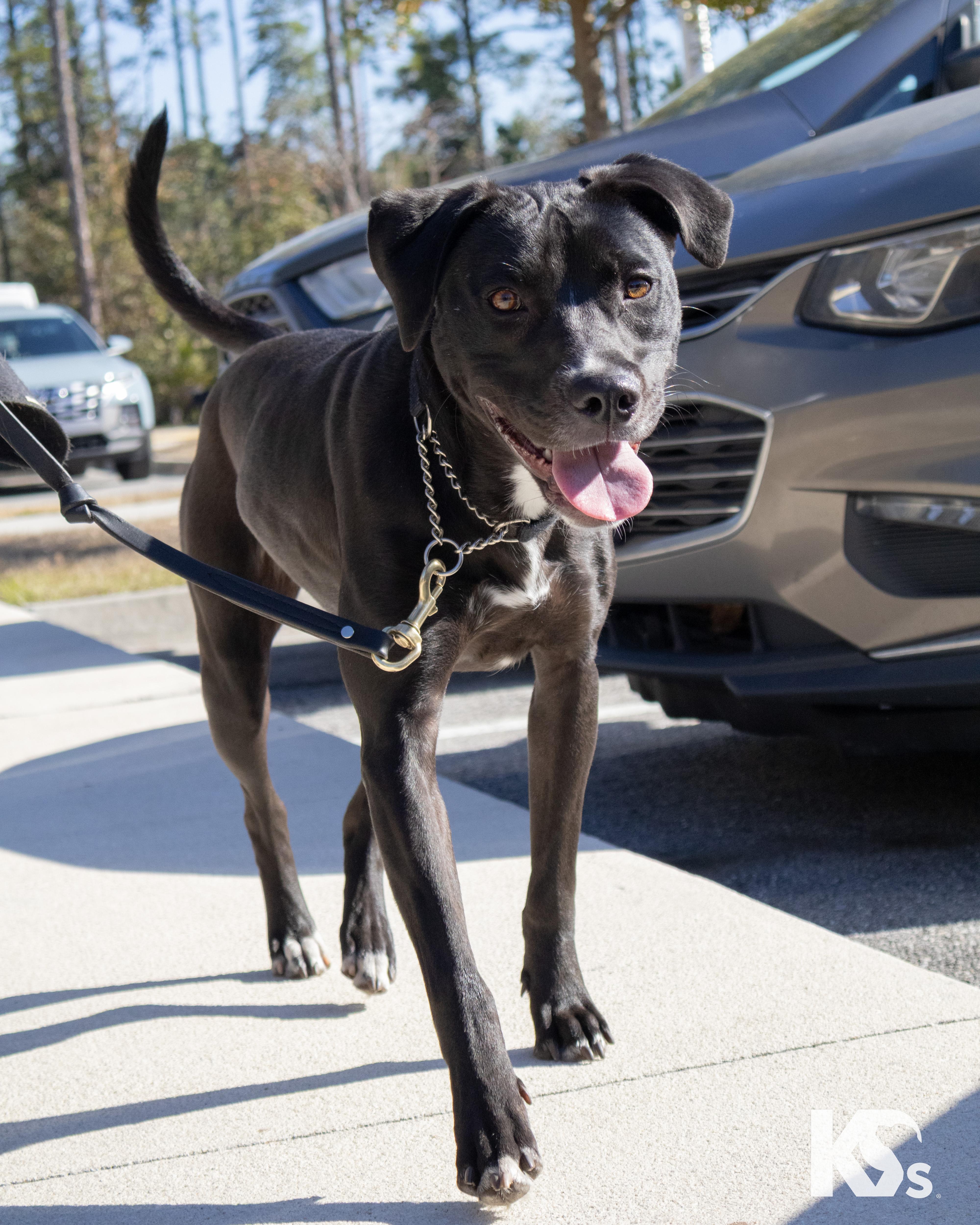 Enlarge Whitney , an adoptable mixed breed in Ponte Vedra, FL image 3/4