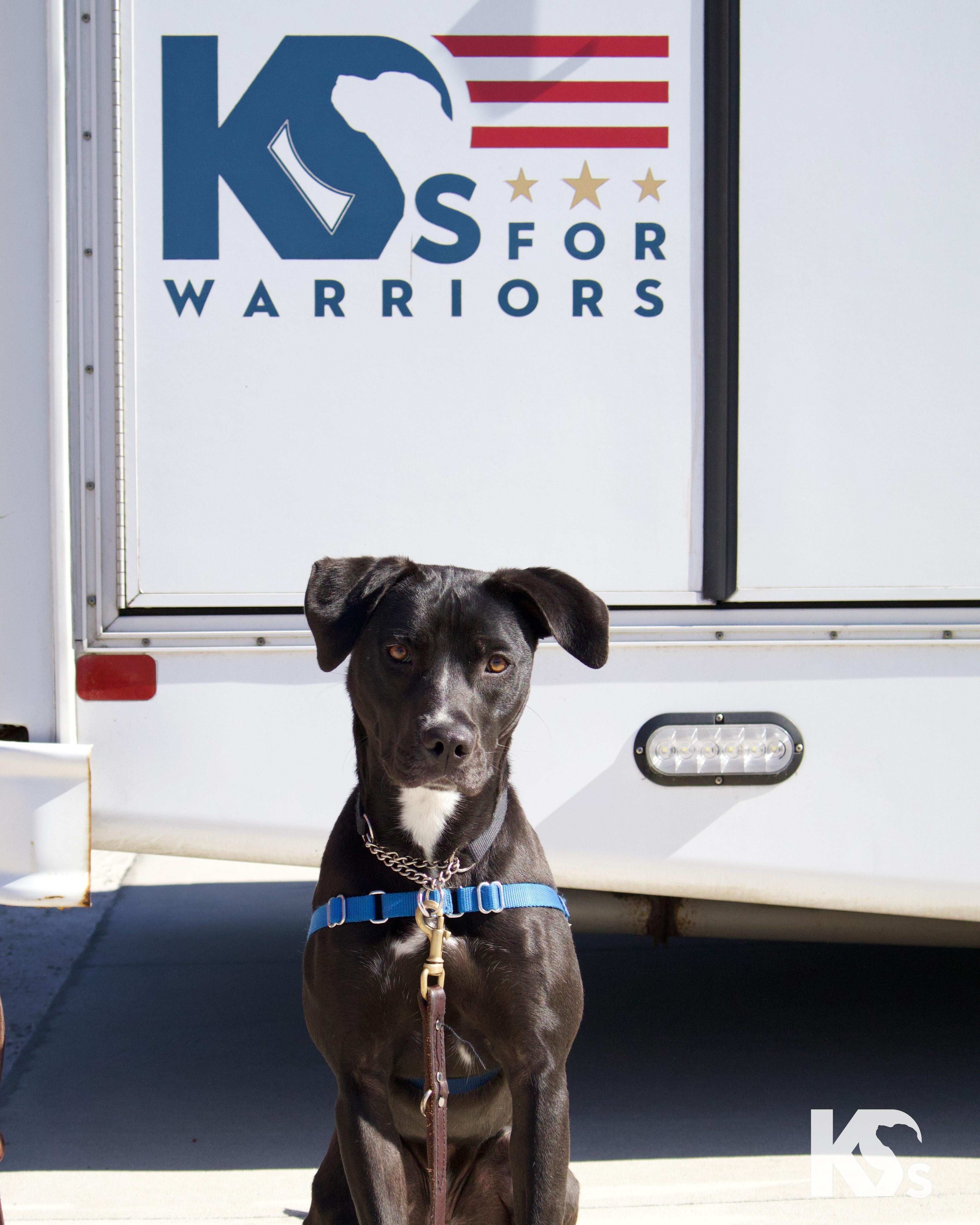 Whitney , adoptable, Young Female German Shorthaired Pointer & Patterdale Terrier / Fell Terrier.
