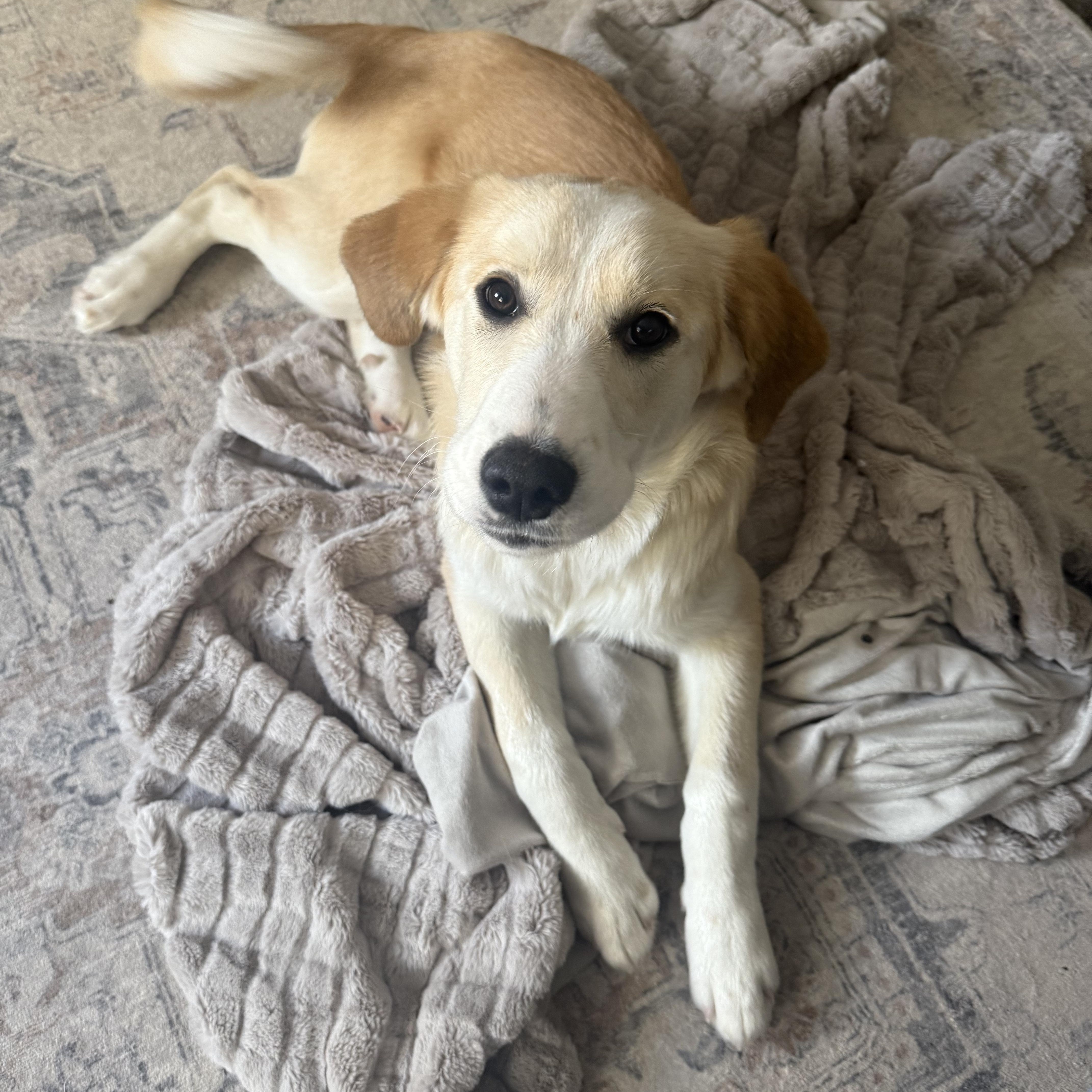 Judy - in NH, ADOPTABLE, Puppy Female Labrador Retriever.