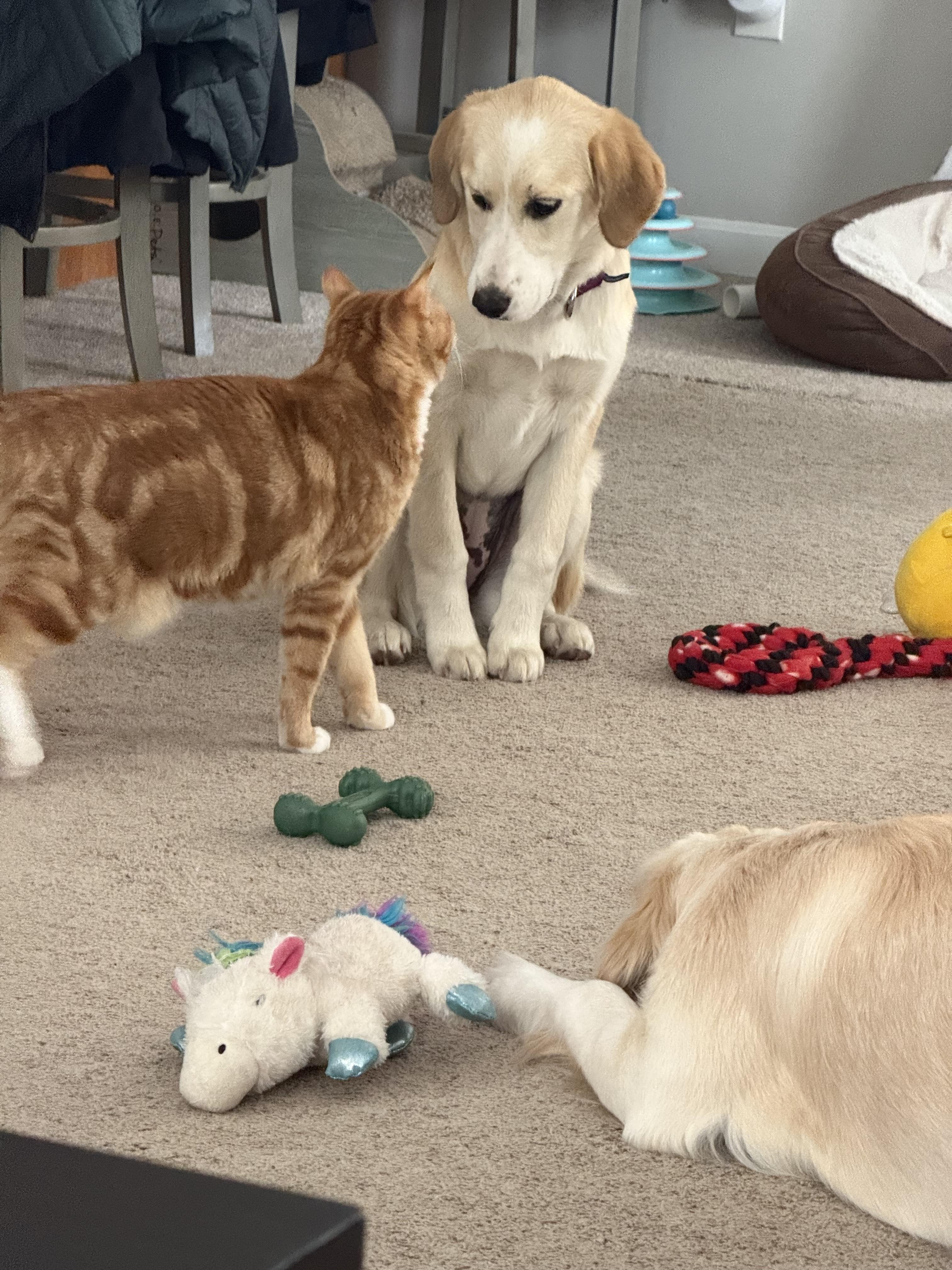 Enlarge Judy - in NH, a ADOPTABLE mixed breed in New Boston, NH image 4/5