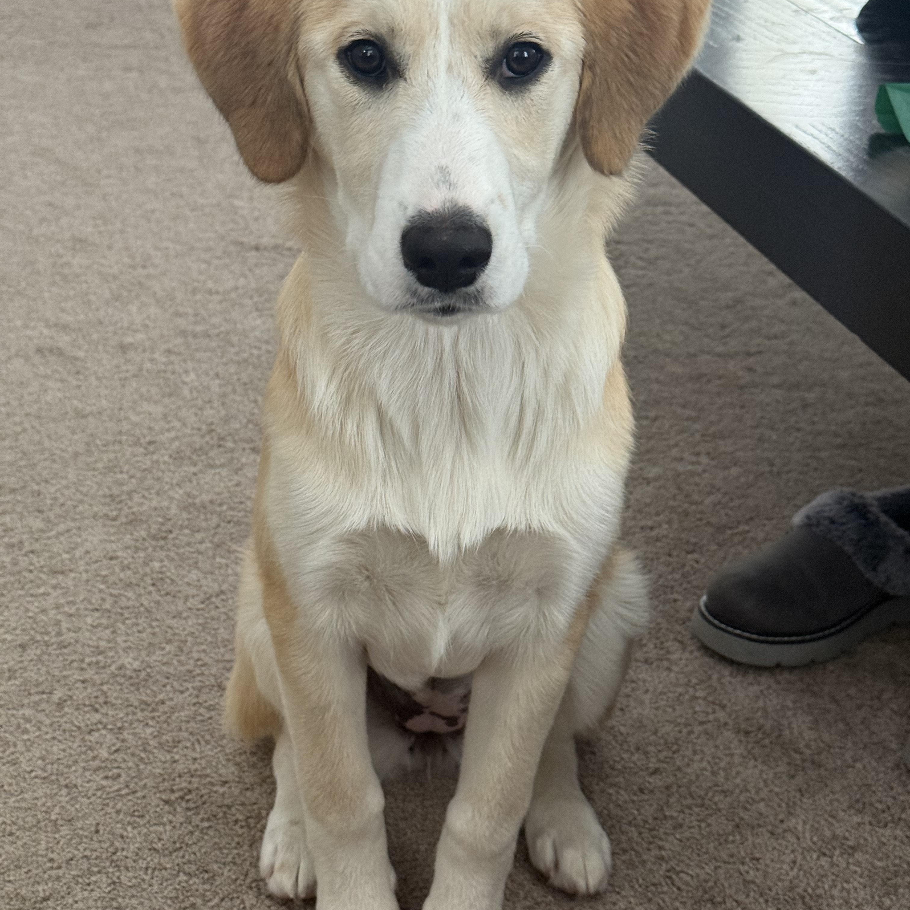 Enlarge Judy - in NH, a ADOPTABLE mixed breed in New Boston, NH image 2/5