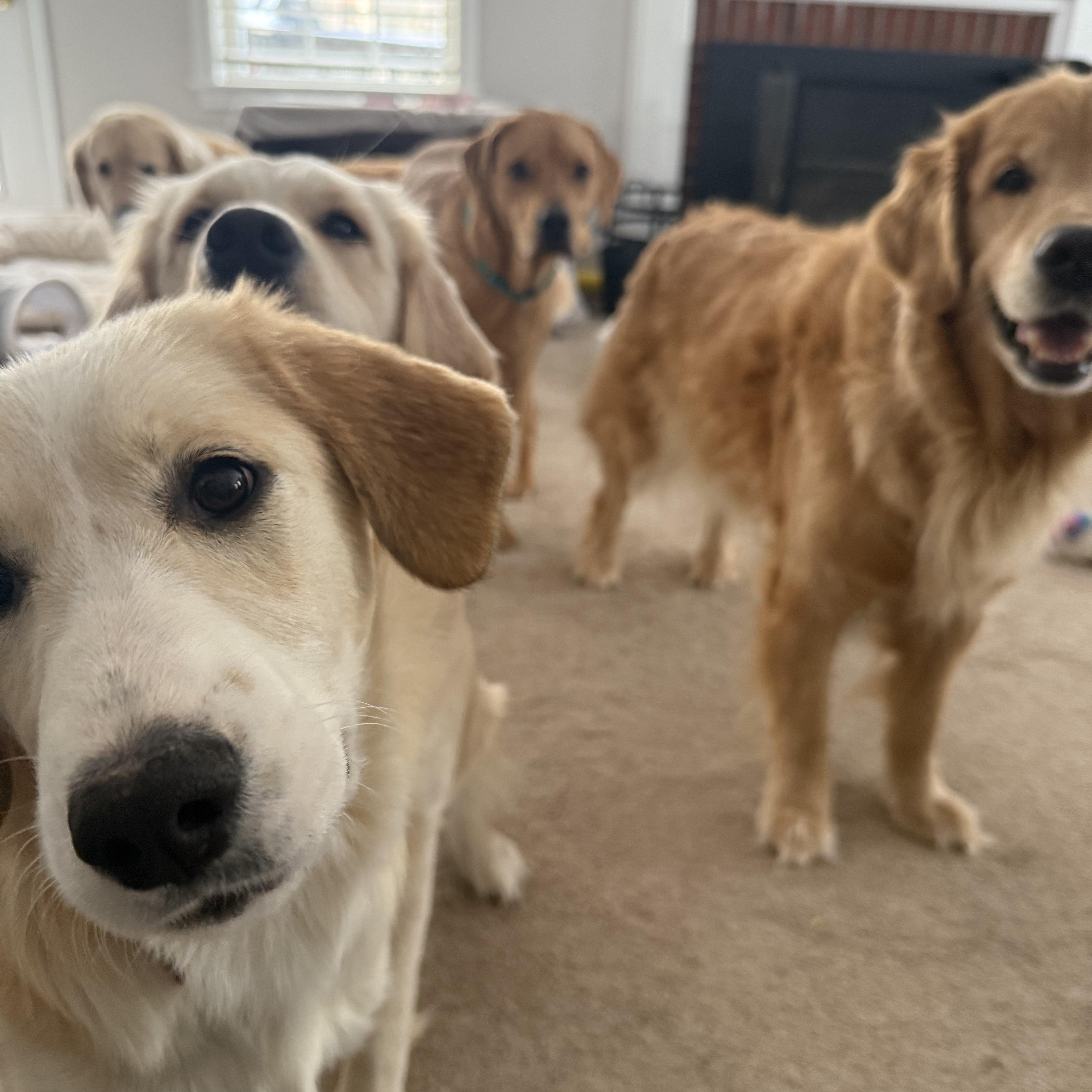 Enlarge Judy - in NH, a ADOPTABLE mixed breed in New Boston, NH image 3/5