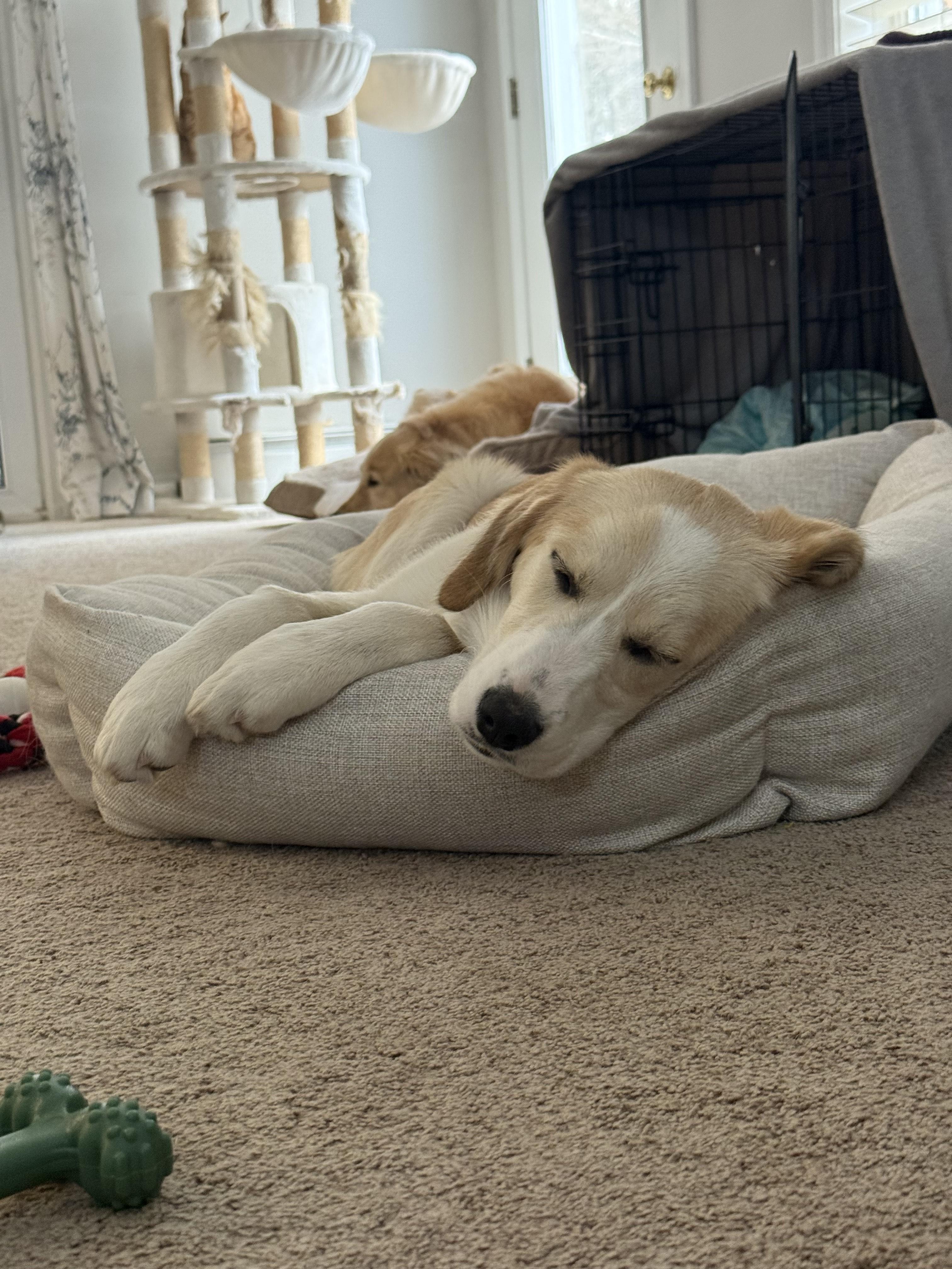 Enlarge Judy - in NH, a ADOPTABLE mixed breed in New Boston, NH image 5/5