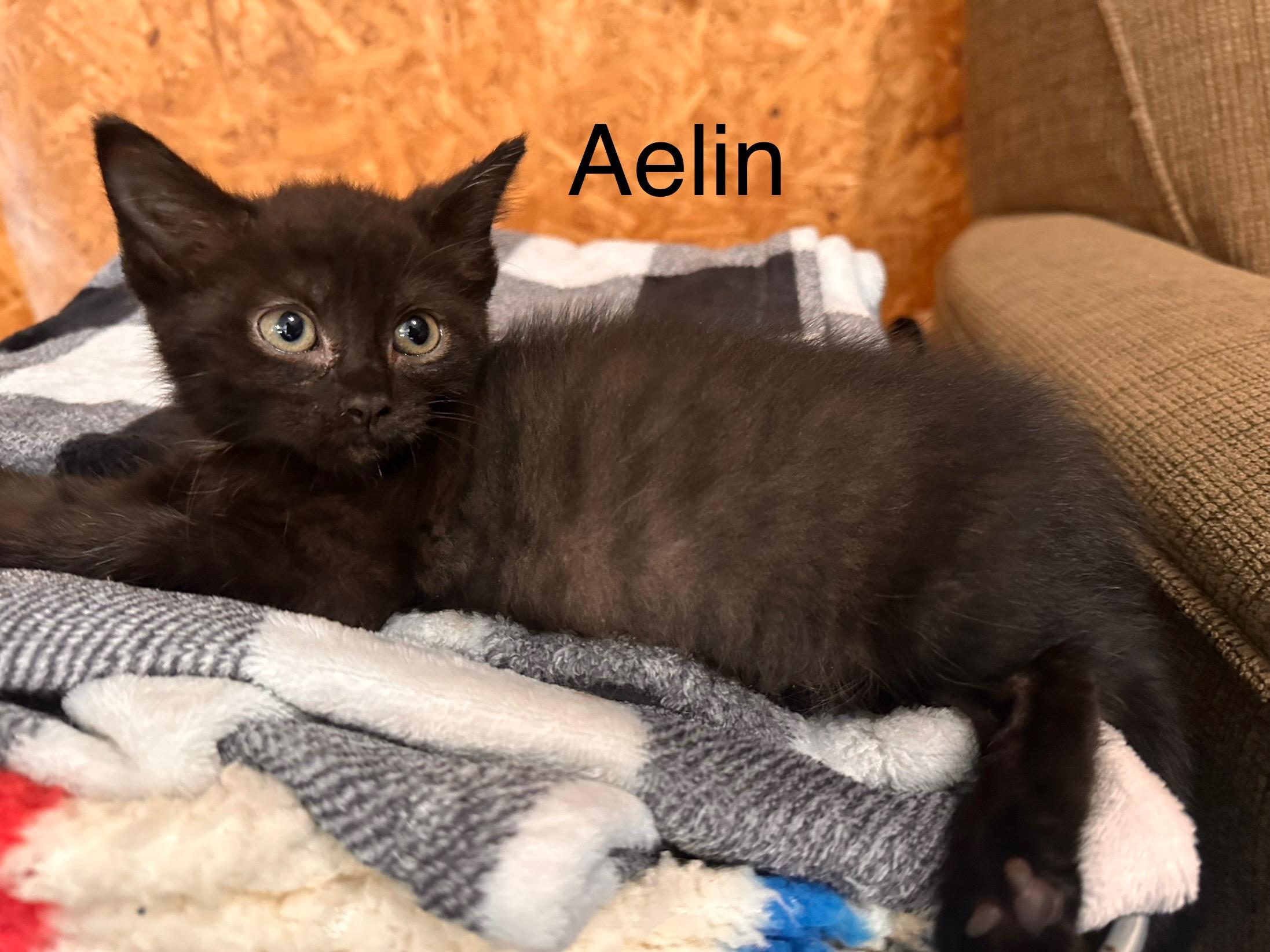 Aelin, Young Female unknown