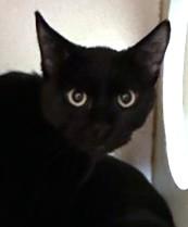 Enlarge TESS, a Adoptable Domestic Short Hair in Brewster, MA image 1/1