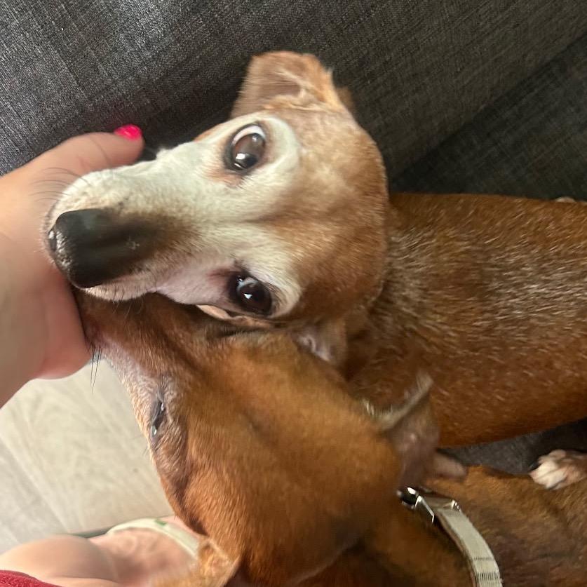Gracie, Adoptable, Senior Female Dachshund.