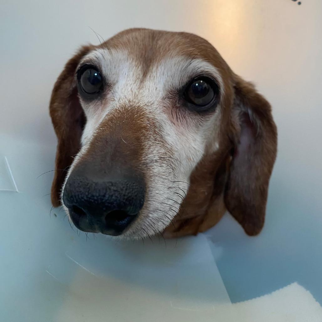 Enlarge Gracie, a Adoptable Dachshund in Las Vegas, NV image 2/5