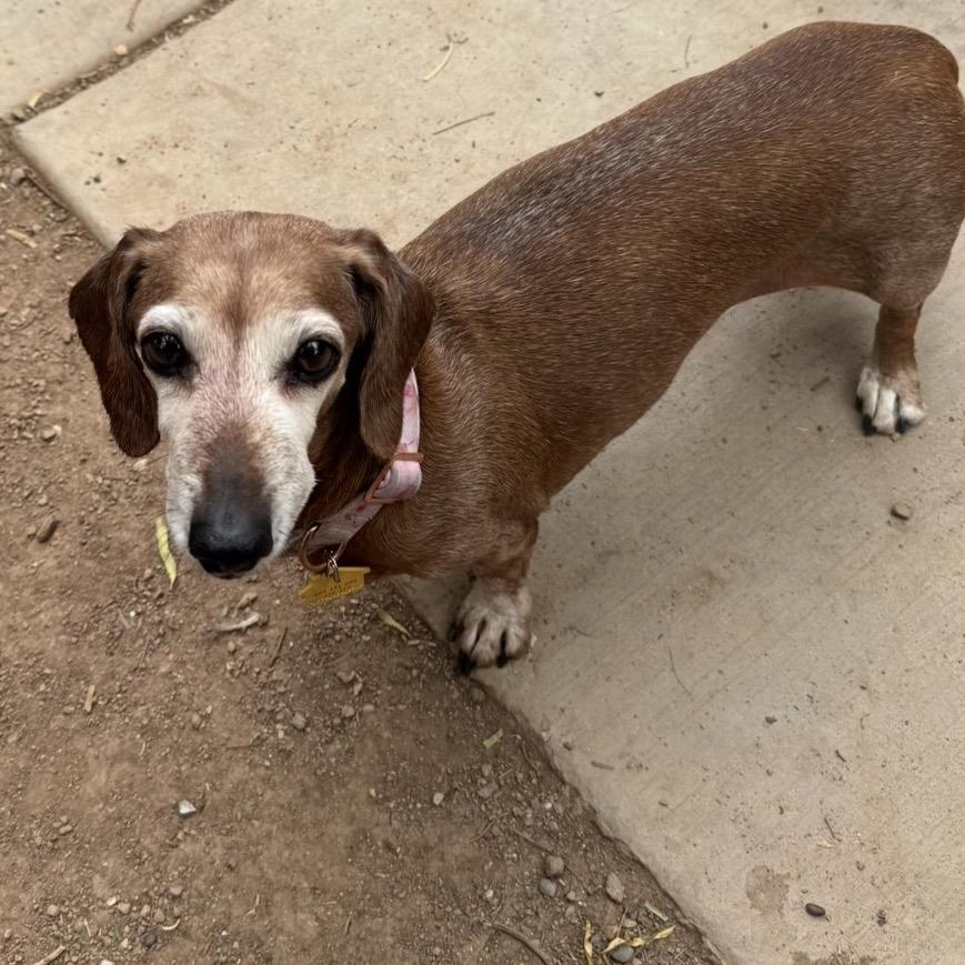 Enlarge Gracie, a Adoptable Dachshund in Las Vegas, NV image 3/5