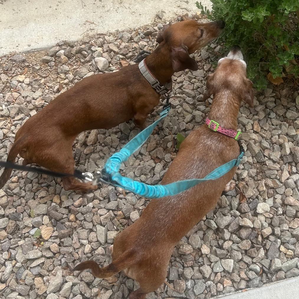 Enlarge Gracie, a Adoptable Dachshund in Las Vegas, NV image 4/5