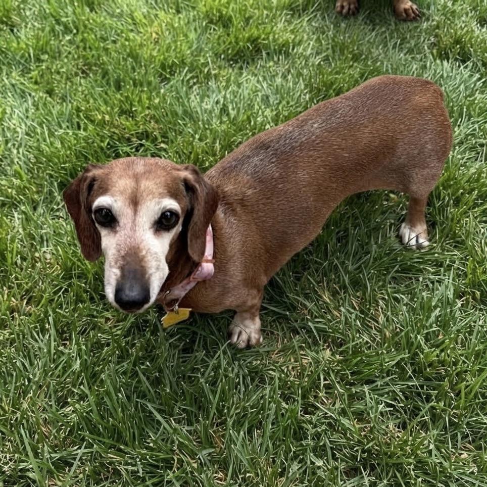 Enlarge Gracie, a Adoptable Dachshund in Las Vegas, NV image 5/5
