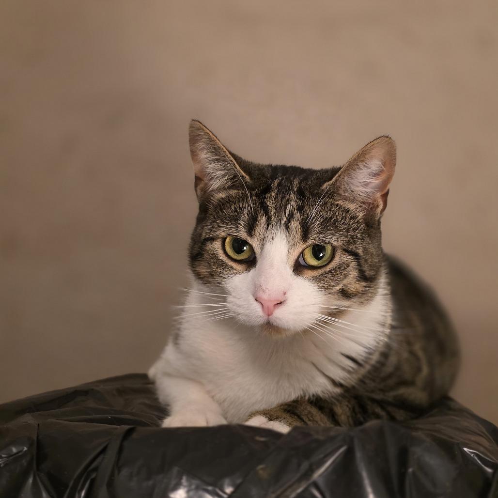 Daphne, Adoptable, Adult Female Domestic Short Hair.