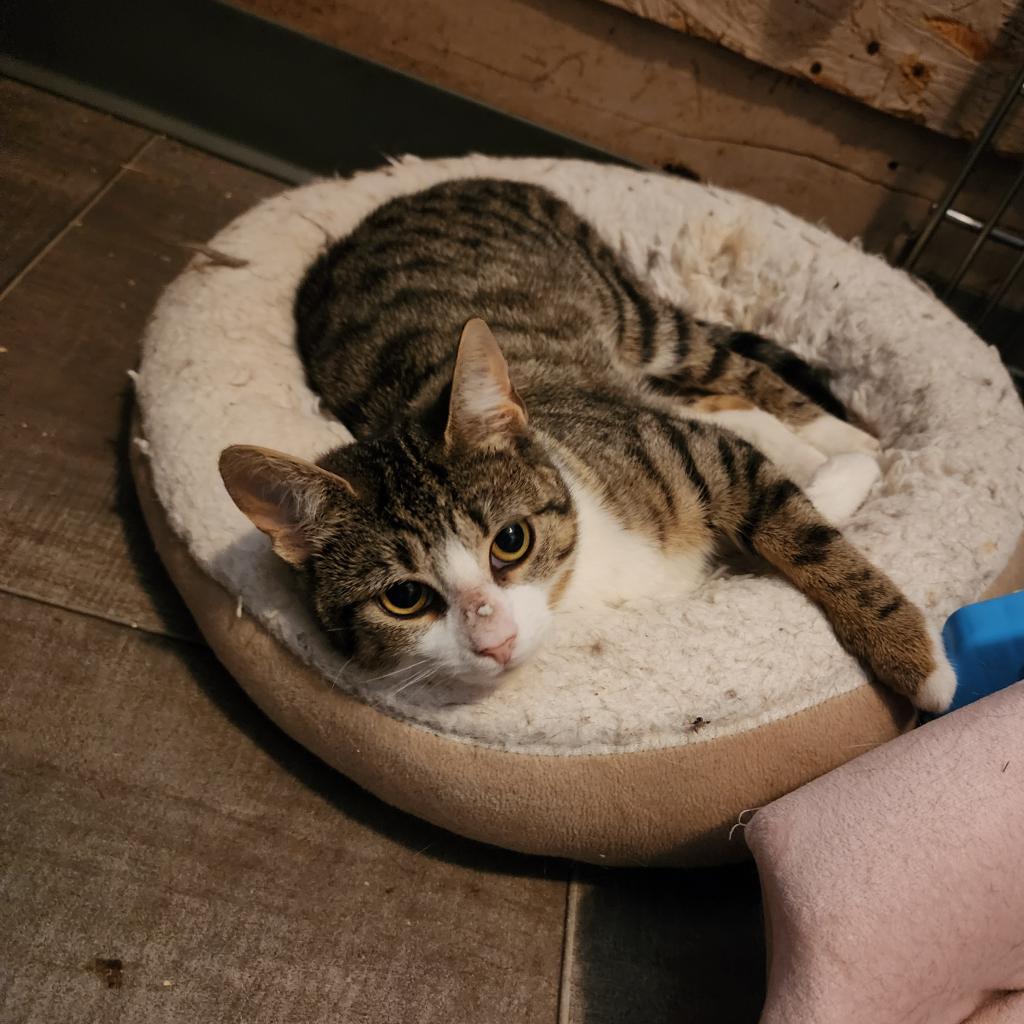 Enlarge Daphne, a Adoptable Domestic Short Hair in Glenfield, NY image 3/4