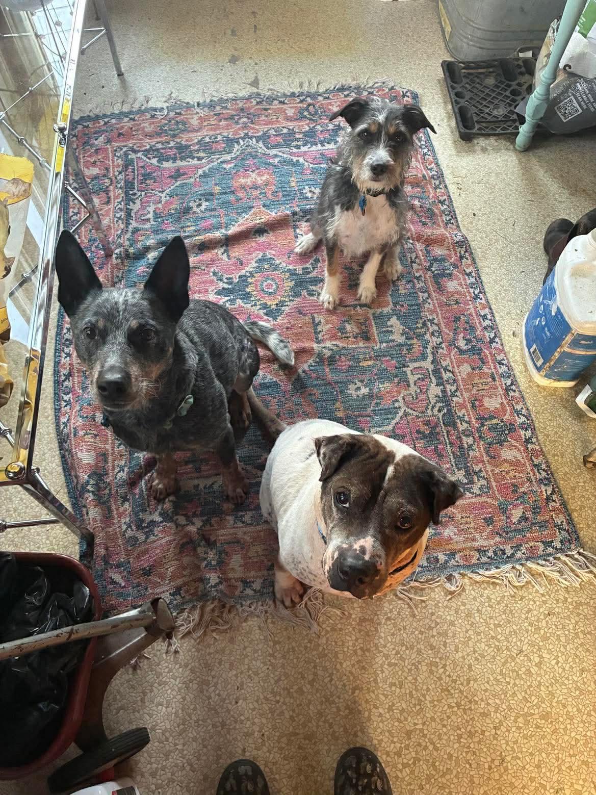 Enlarge Sammie , a ADOPTABLE mixed breed in Whitewater, WI image 4/5