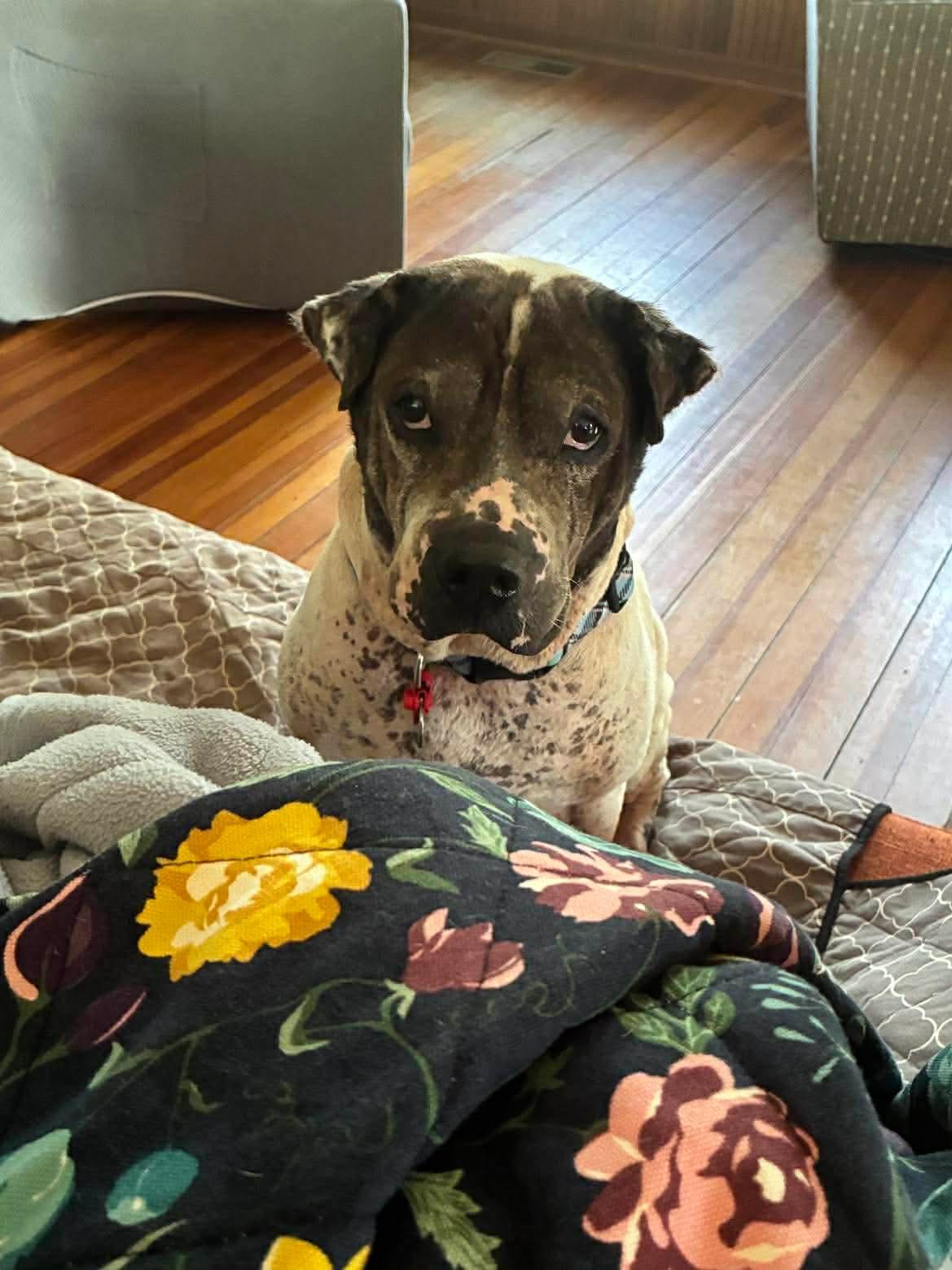 Sammie , ADOPTABLE, Adult Male Shar-Pei & Pit Bull Terrier.