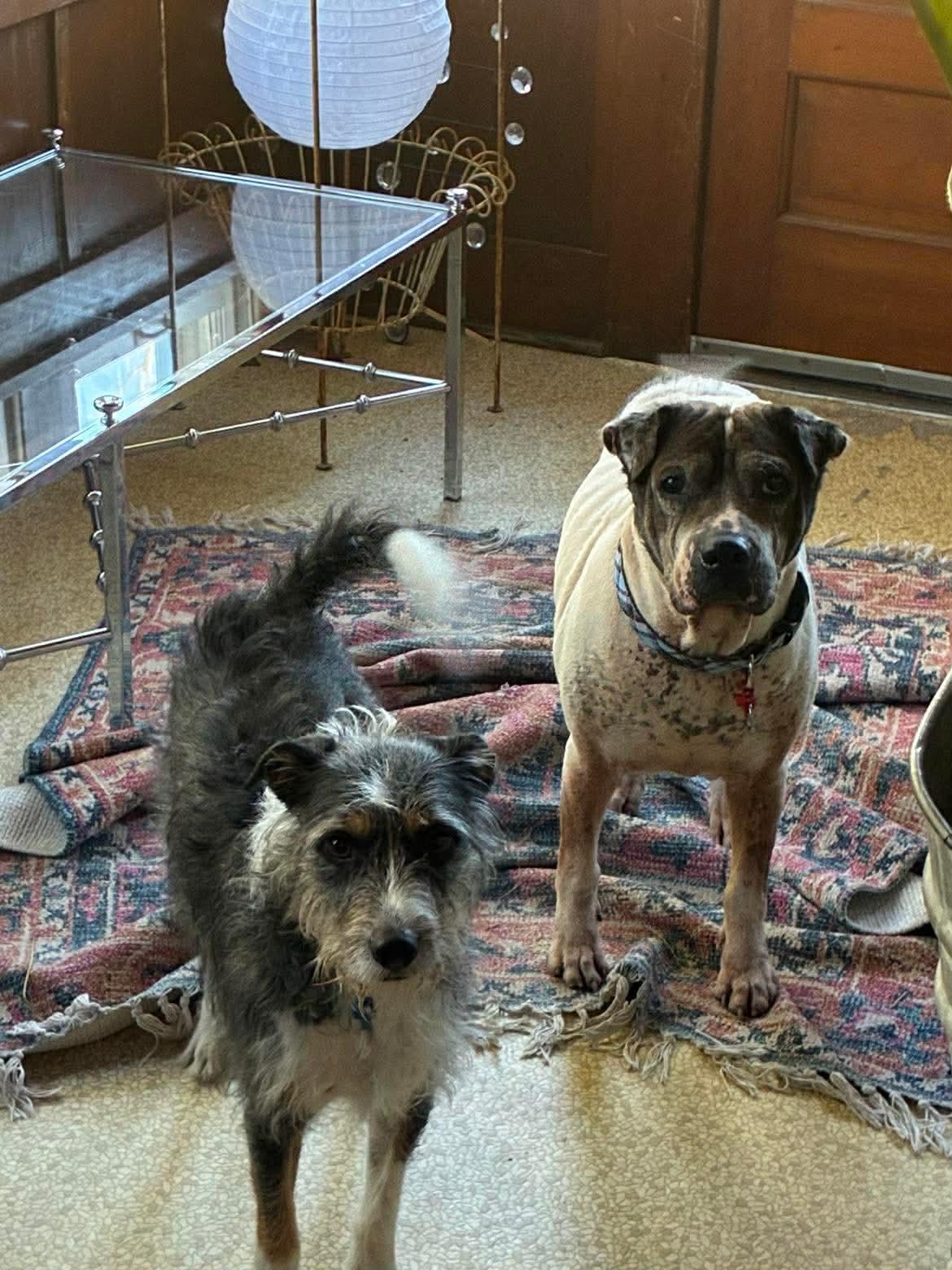 Enlarge Sammie , a ADOPTABLE mixed breed in Whitewater, WI image 3/5