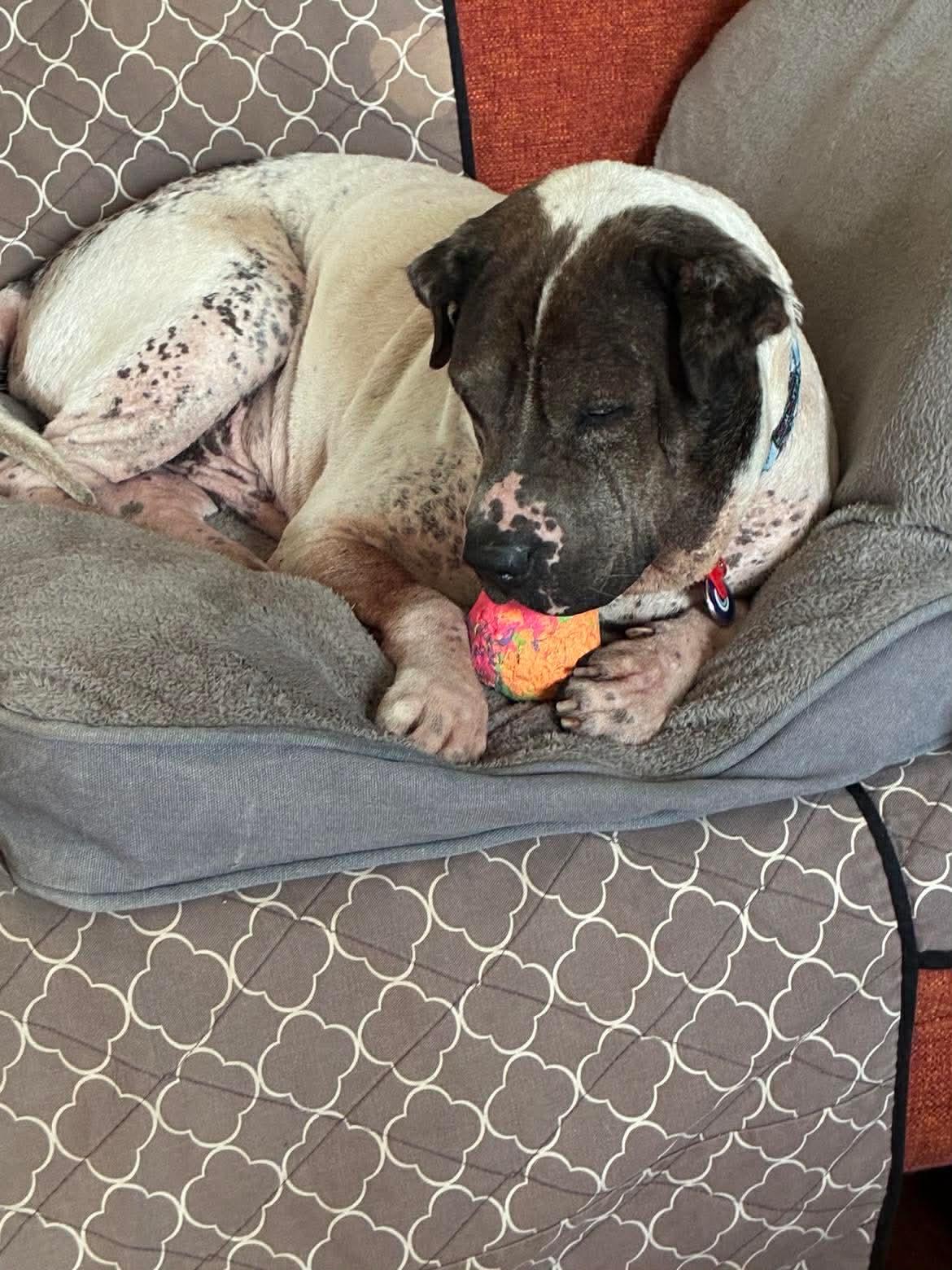 Enlarge Sammie , a ADOPTABLE mixed breed in Whitewater, WI image 5/5