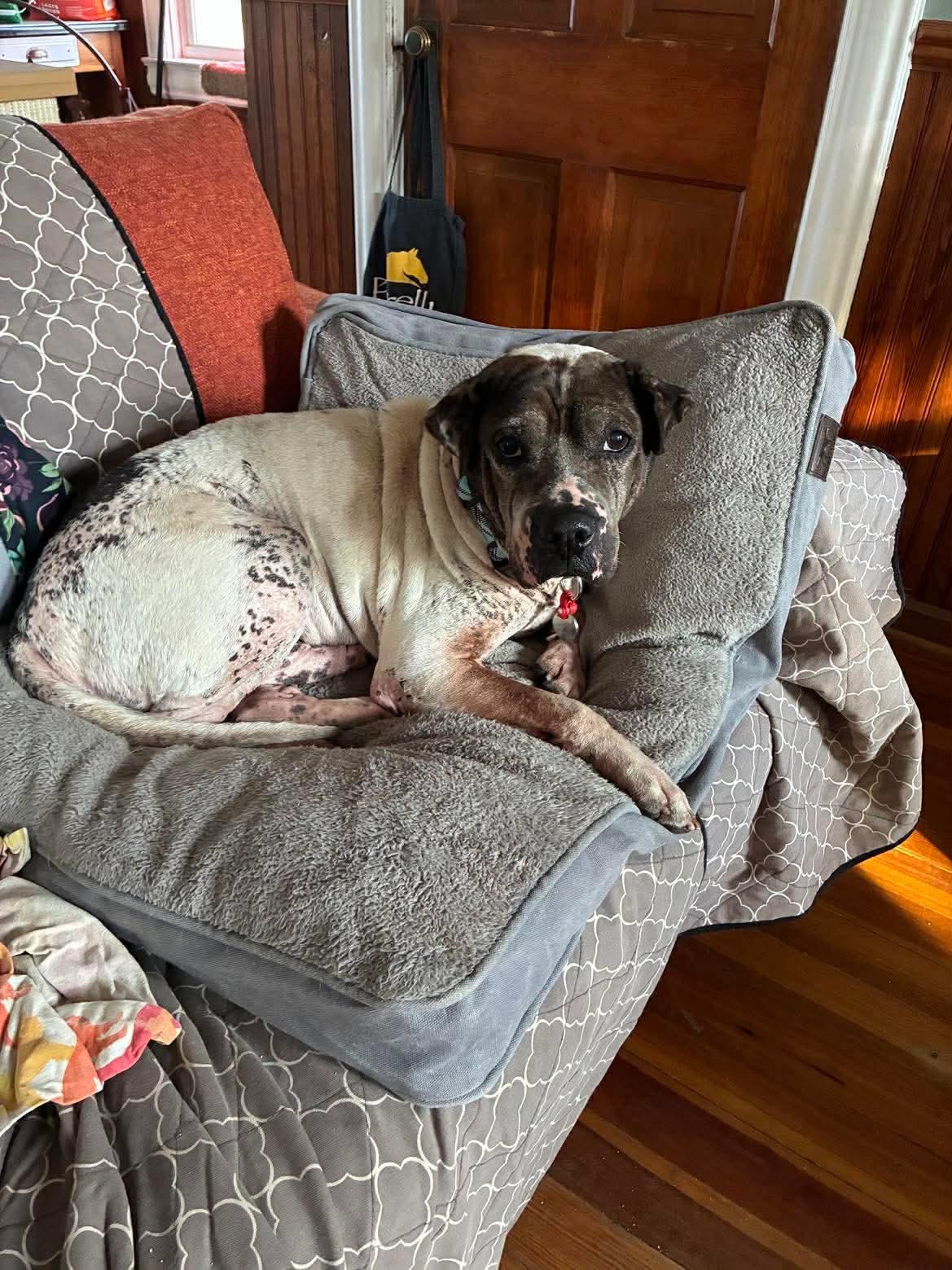 Enlarge Sammie , a ADOPTABLE mixed breed in Whitewater, WI image 2/5