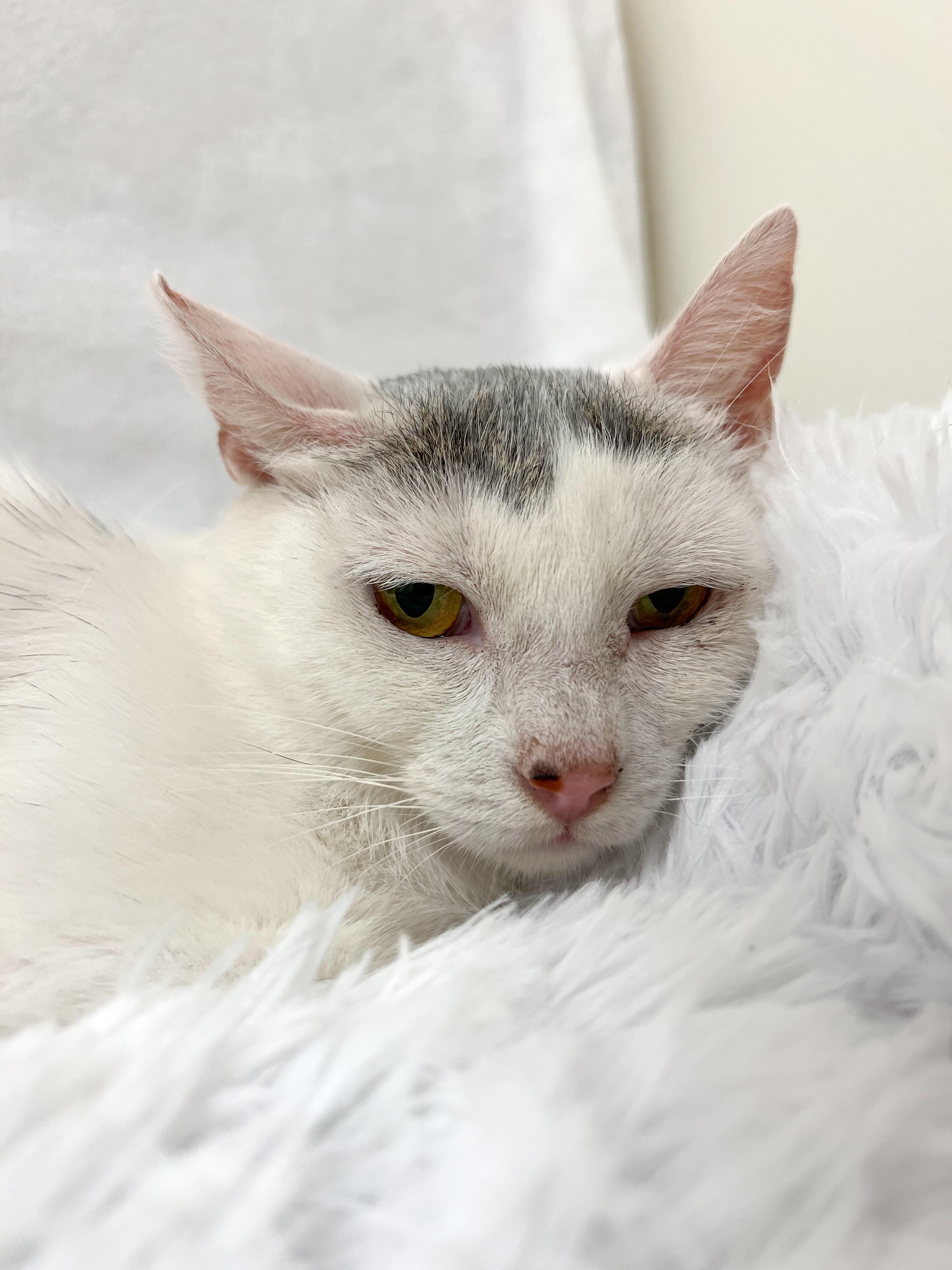 Lucky, a Adoptable Domestic Short Hair in Greensboro, NC image 3/5