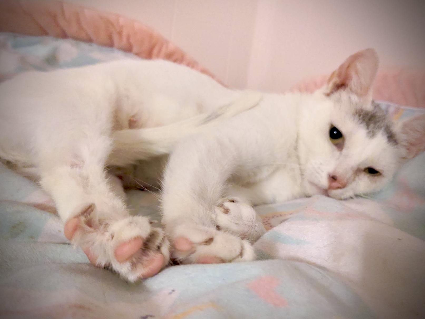 Lucky, a Adoptable Domestic Short Hair in Greensboro, NC image 2/5