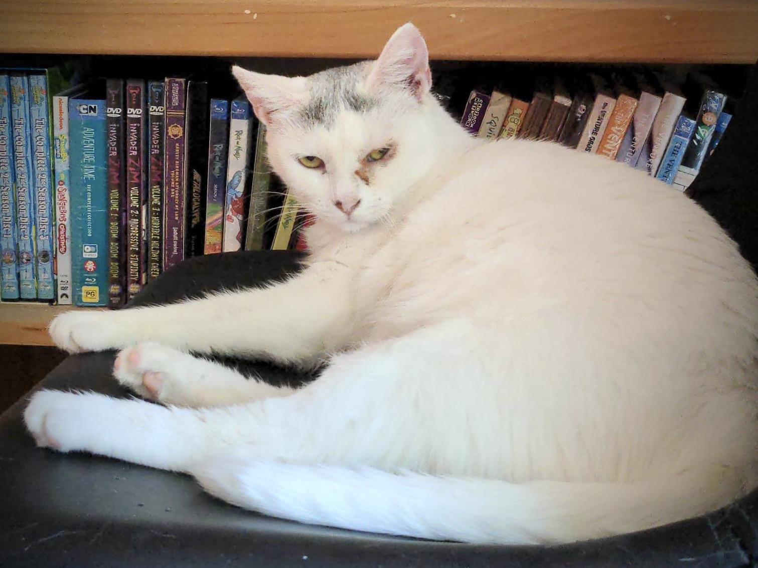 Lucky, a Adoptable Domestic Short Hair in Greensboro, NC image 4/5