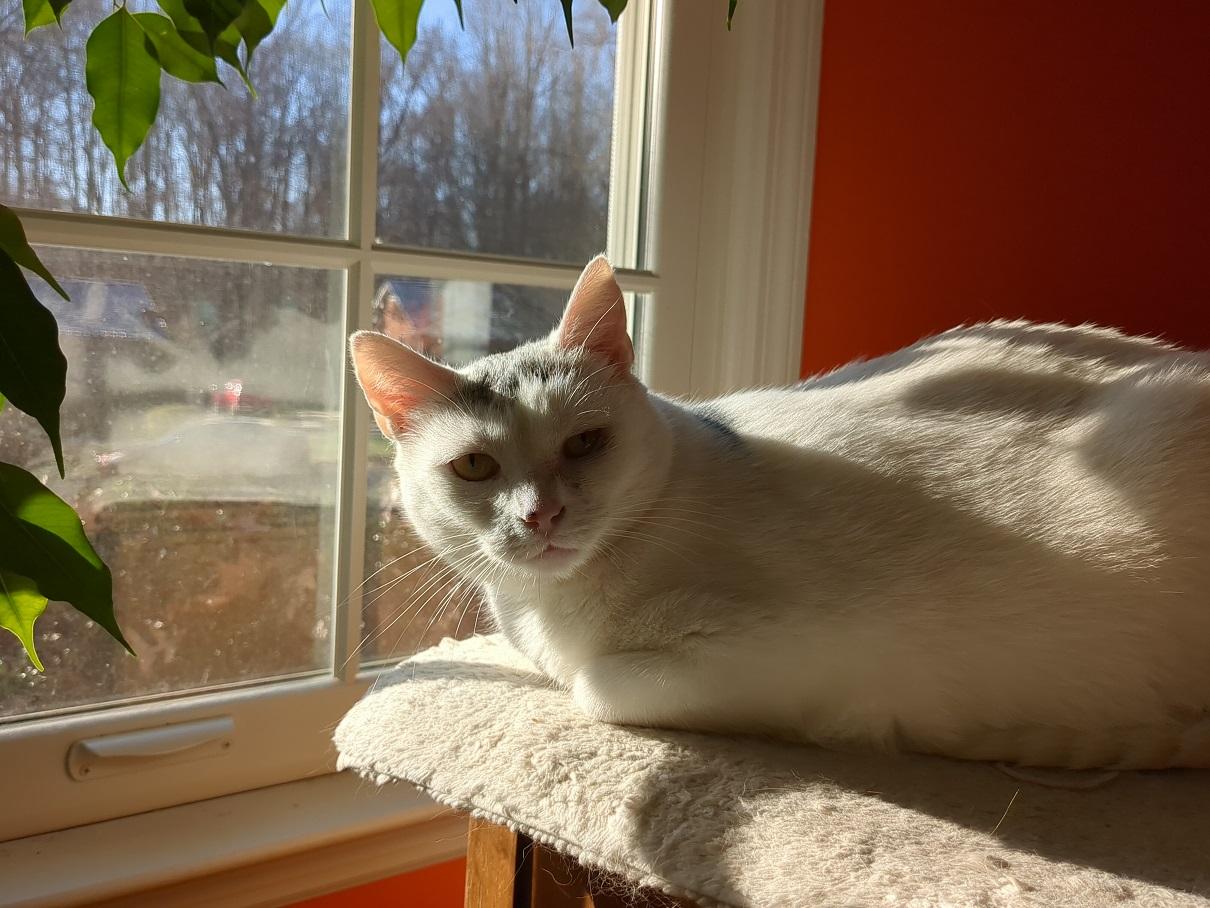 Lucky, Adoptable, Adult Female Domestic Short Hair.