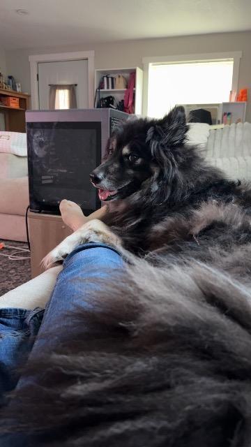 Bear, Adopted, Adult Male Alaskan Malamute.