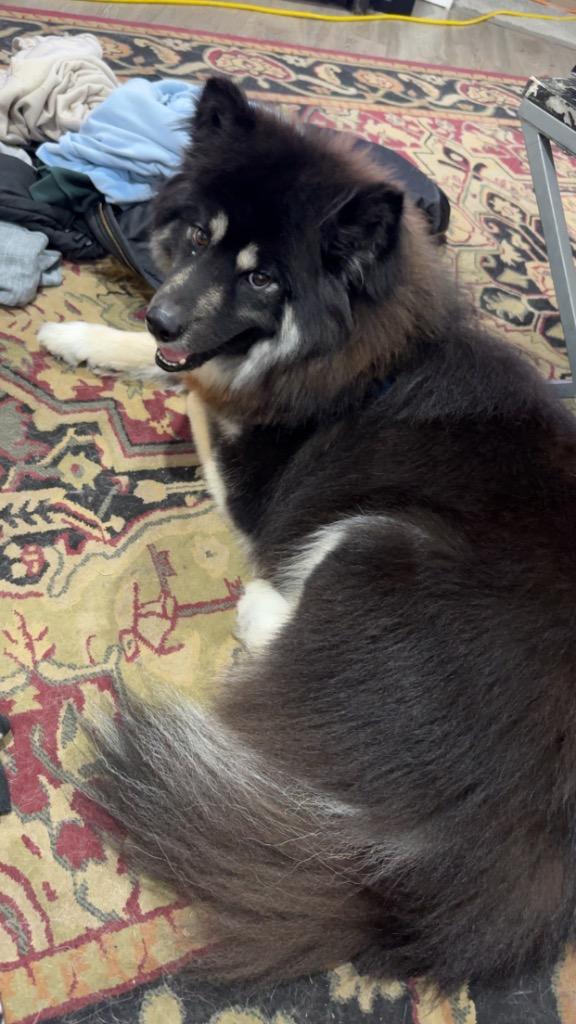 Enlarge Bear, a Adopted Alaskan Malamute in Auburn, IN image 3/4