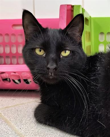 Enlarge SLY, a Adoptable Domestic Short Hair in Canfield, OH image 1/1