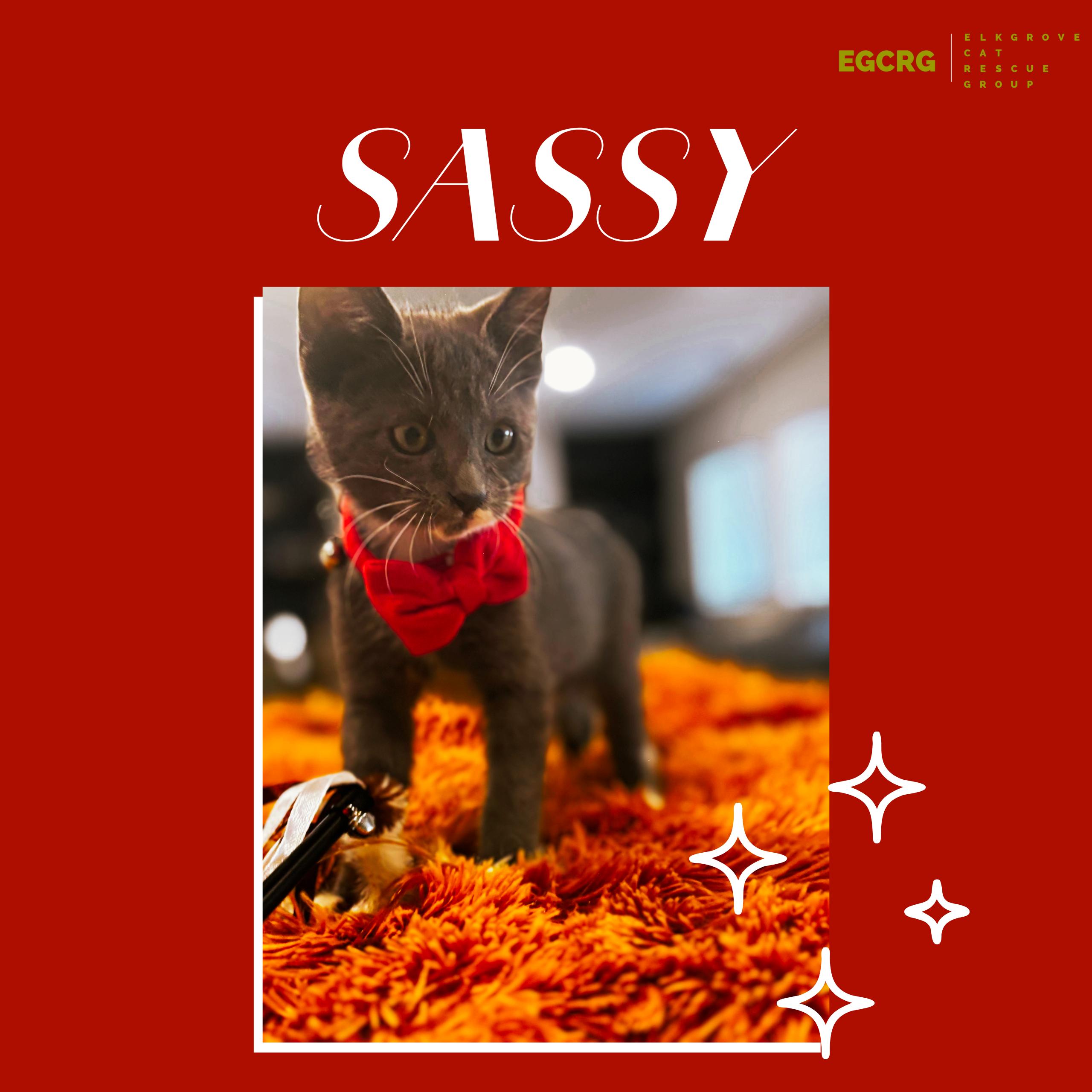 Sassy, Adoptable, Young Female American Shorthair.