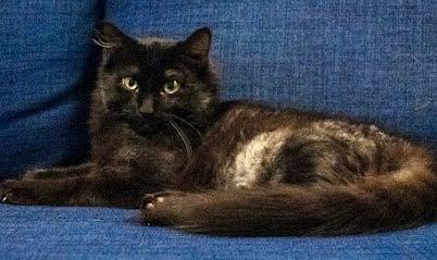 Enlarge Sunflower, a Adoptable mixed breed in Red Bank, NJ image 2/5