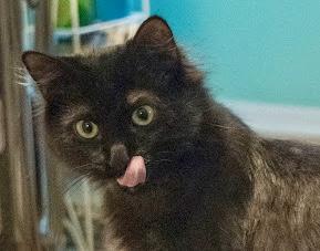 Enlarge Sunflower, a Adoptable mixed breed in Red Bank, NJ image 5/5
