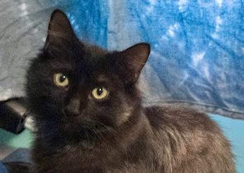 Enlarge Sunflower, a Adoptable mixed breed in Red Bank, NJ image 3/5