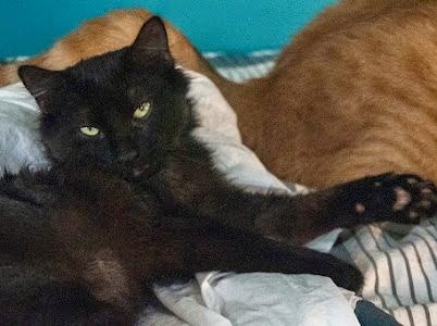 Enlarge Sunflower, a Adoptable mixed breed in Red Bank, NJ image 4/5