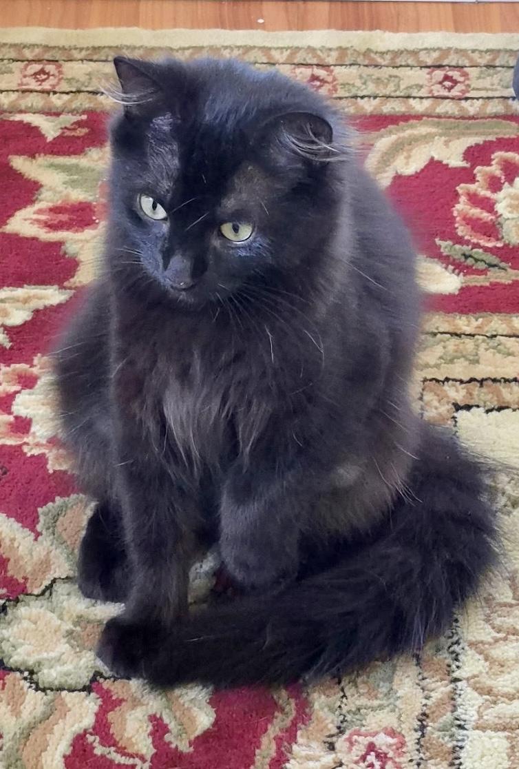Sunflower, Adoptable, Kitten Female Domestic Medium Hair & Domestic Long Hair.