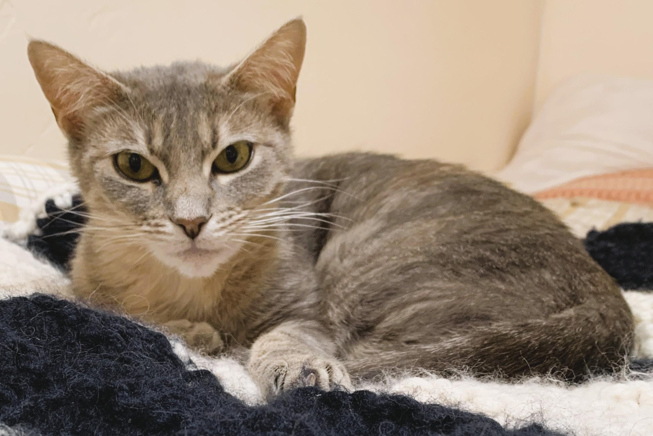 Enlarge MISTY - Courtesy Listing, a Adoptable Domestic Short Hair in Prescott, AZ image 2/6