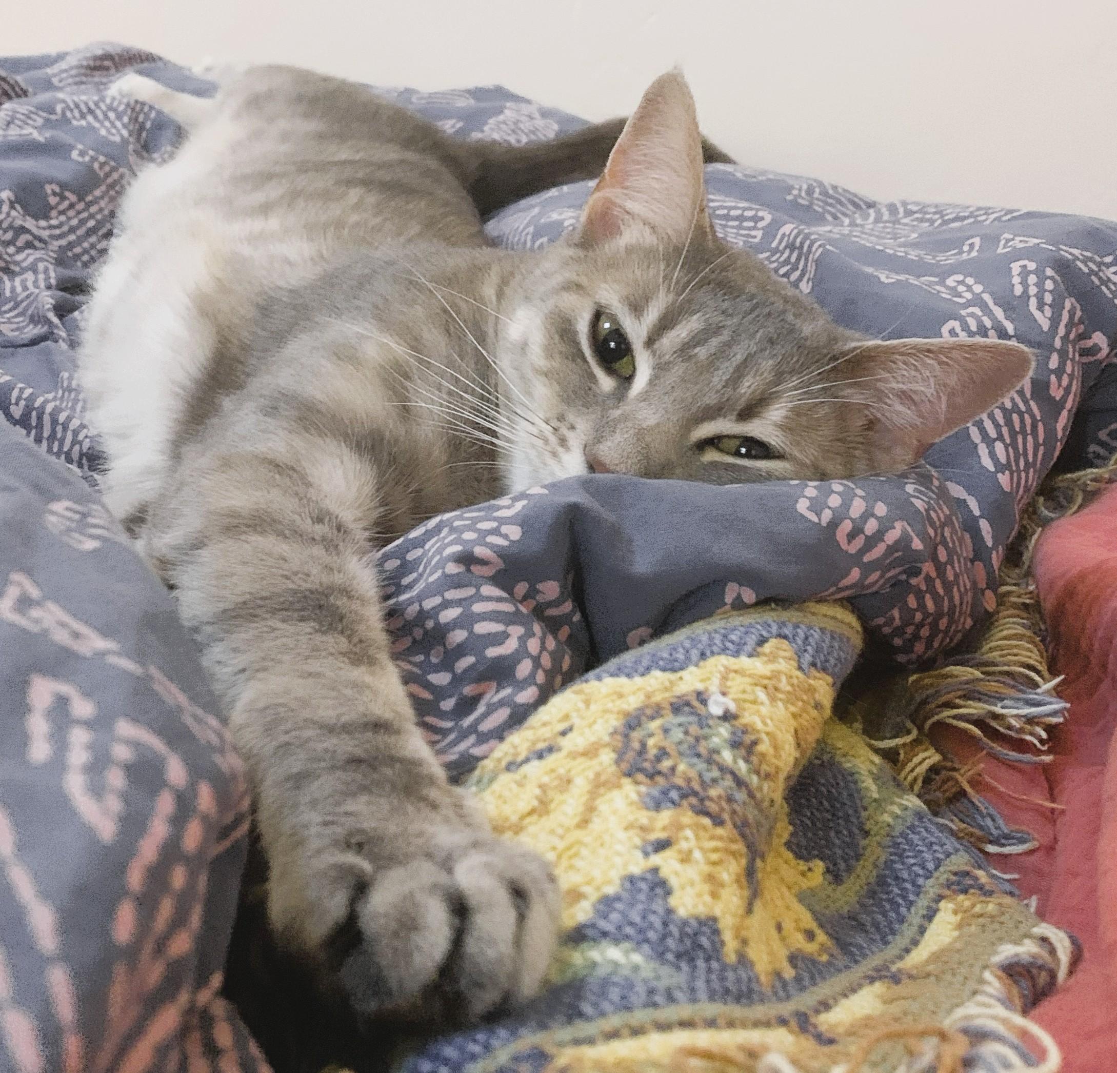 Enlarge MISTY - Courtesy Listing, a Adoptable Domestic Short Hair in Prescott, AZ image 3/6