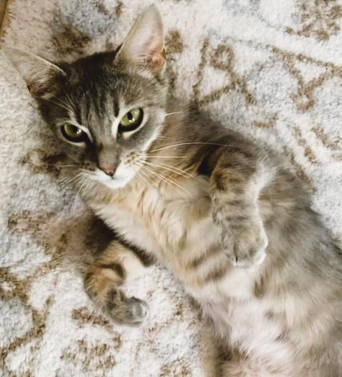 Enlarge MISTY - Courtesy Listing, a Adoptable Domestic Short Hair in Prescott, AZ image 4/6