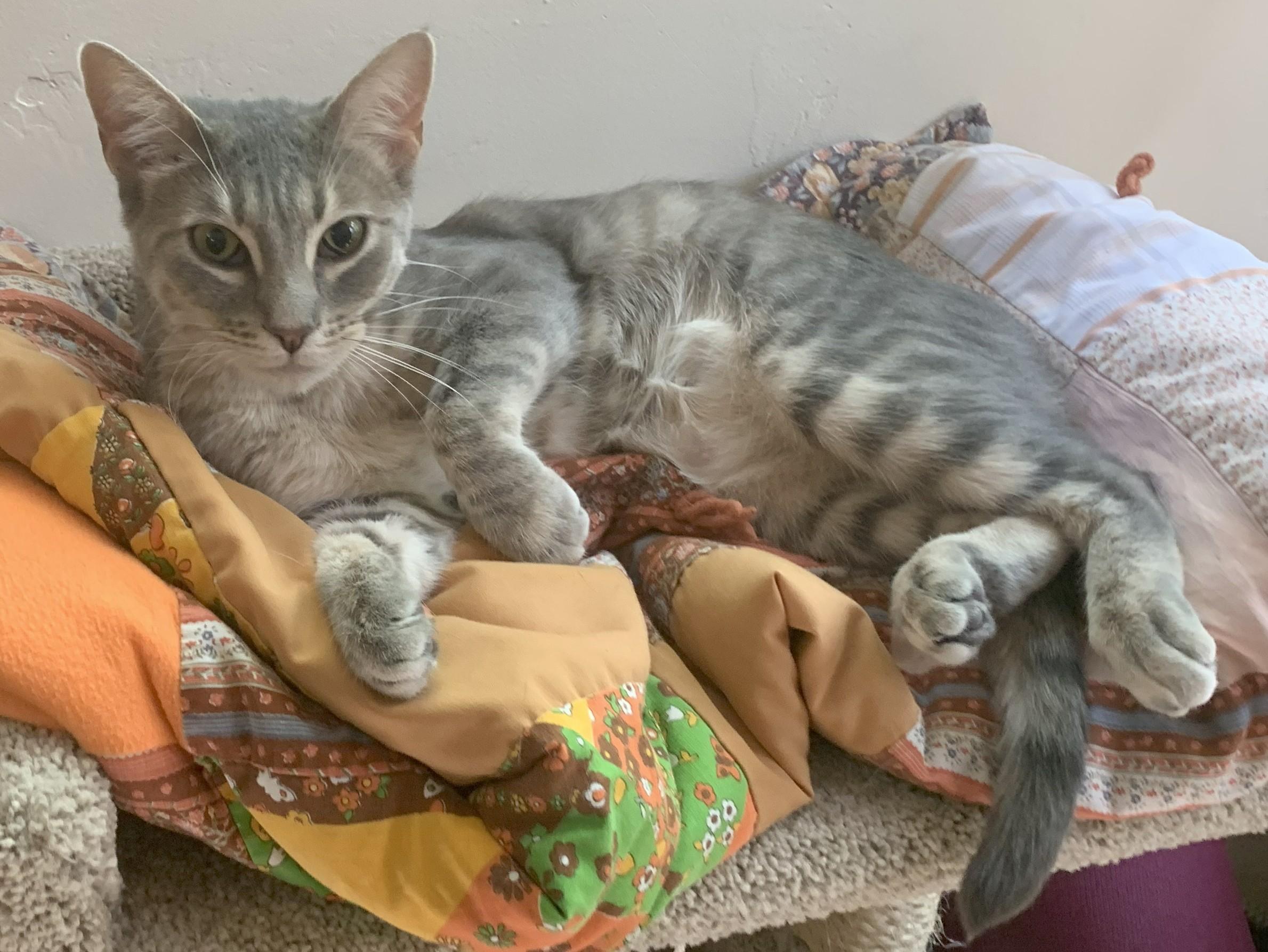 Enlarge MISTY - Courtesy Listing, a Adoptable Domestic Short Hair in Prescott, AZ image 5/6