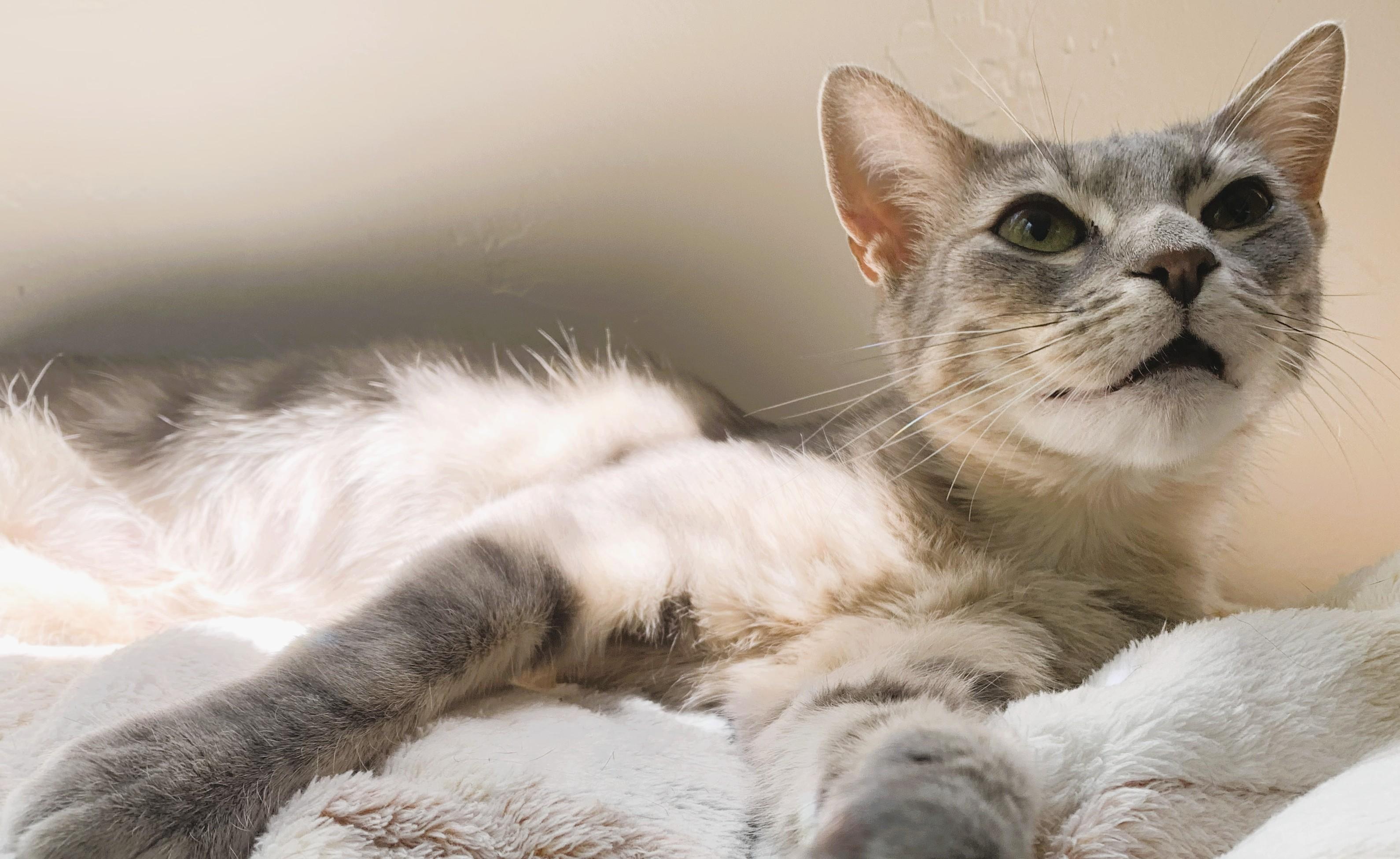 Enlarge MISTY - Courtesy Listing, a Adoptable Domestic Short Hair in Prescott, AZ image 6/6