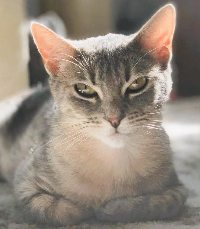 MISTY - Courtesy Listing, Adoptable, Young Female Domestic Short Hair.