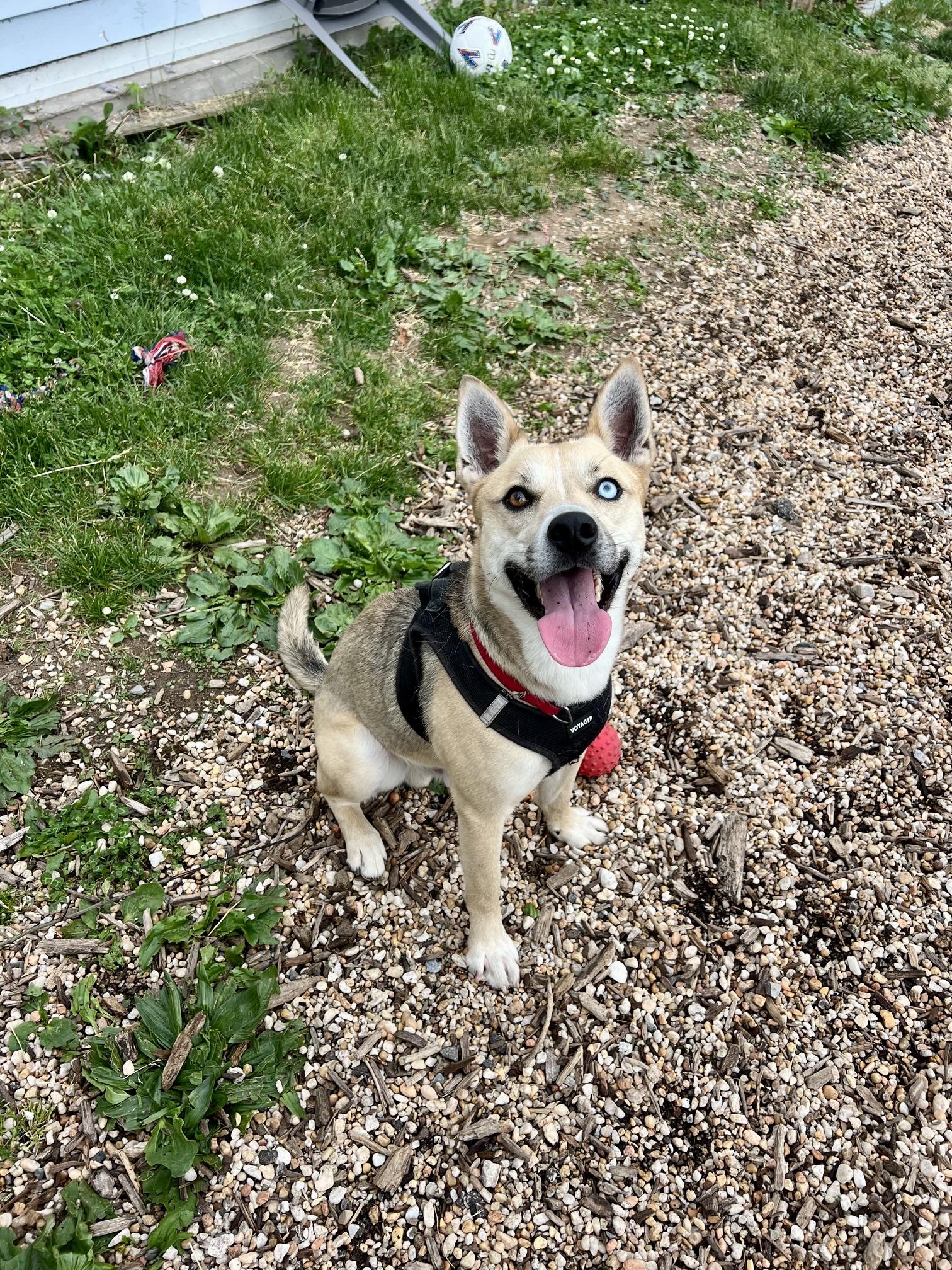 Enlarge Azure, a ADOPTABLE mixed breed in Ellicott City, MD image 3/4