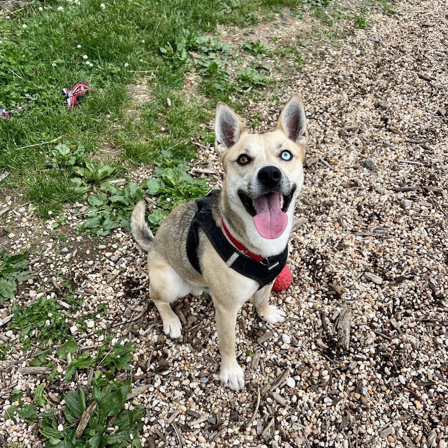 Enlarge Azure, a ADOPTABLE mixed breed in Ellicott City, MD image 2/5