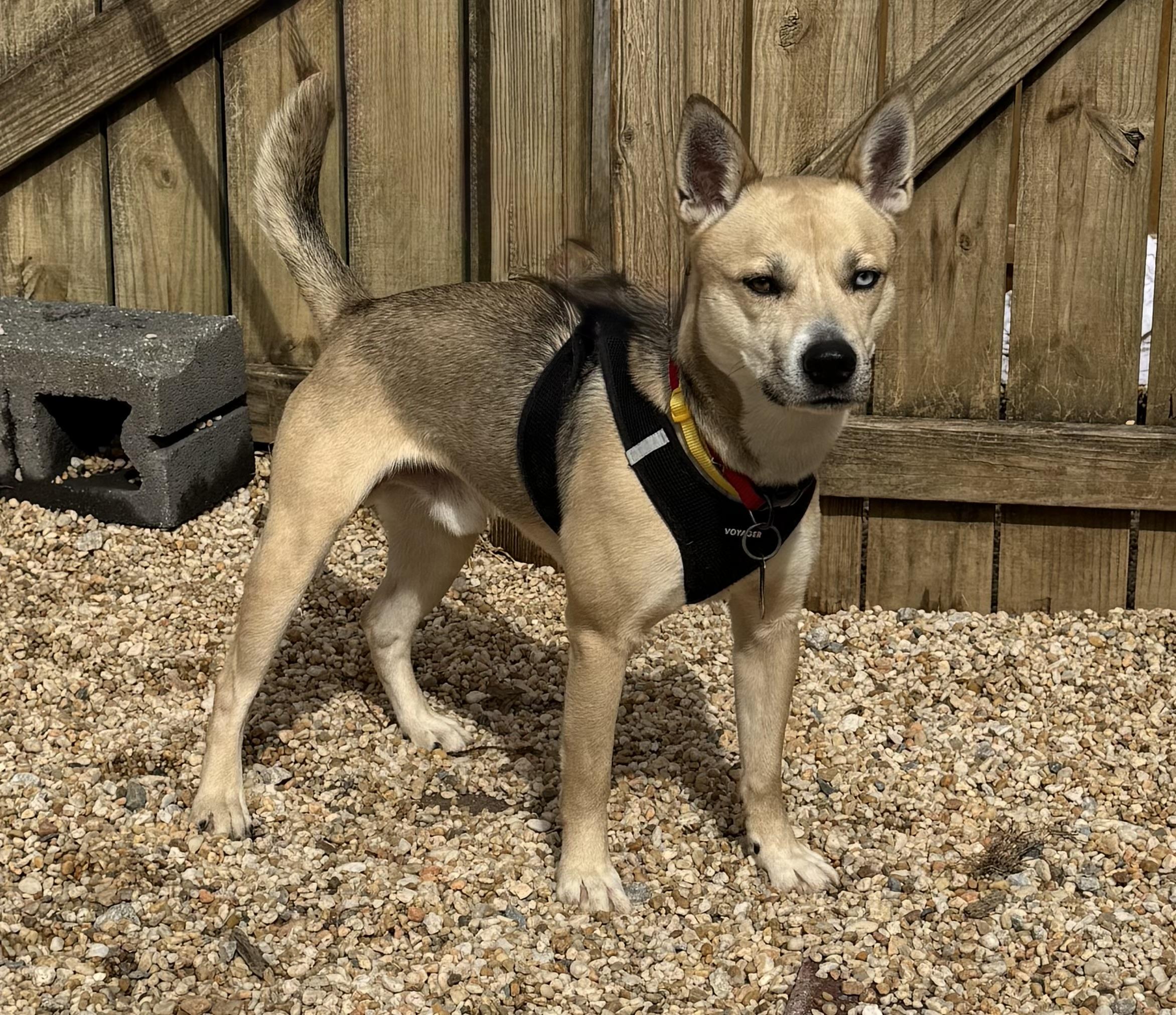 Enlarge Azure, a ADOPTABLE mixed breed in Ellicott City, MD image 1/2