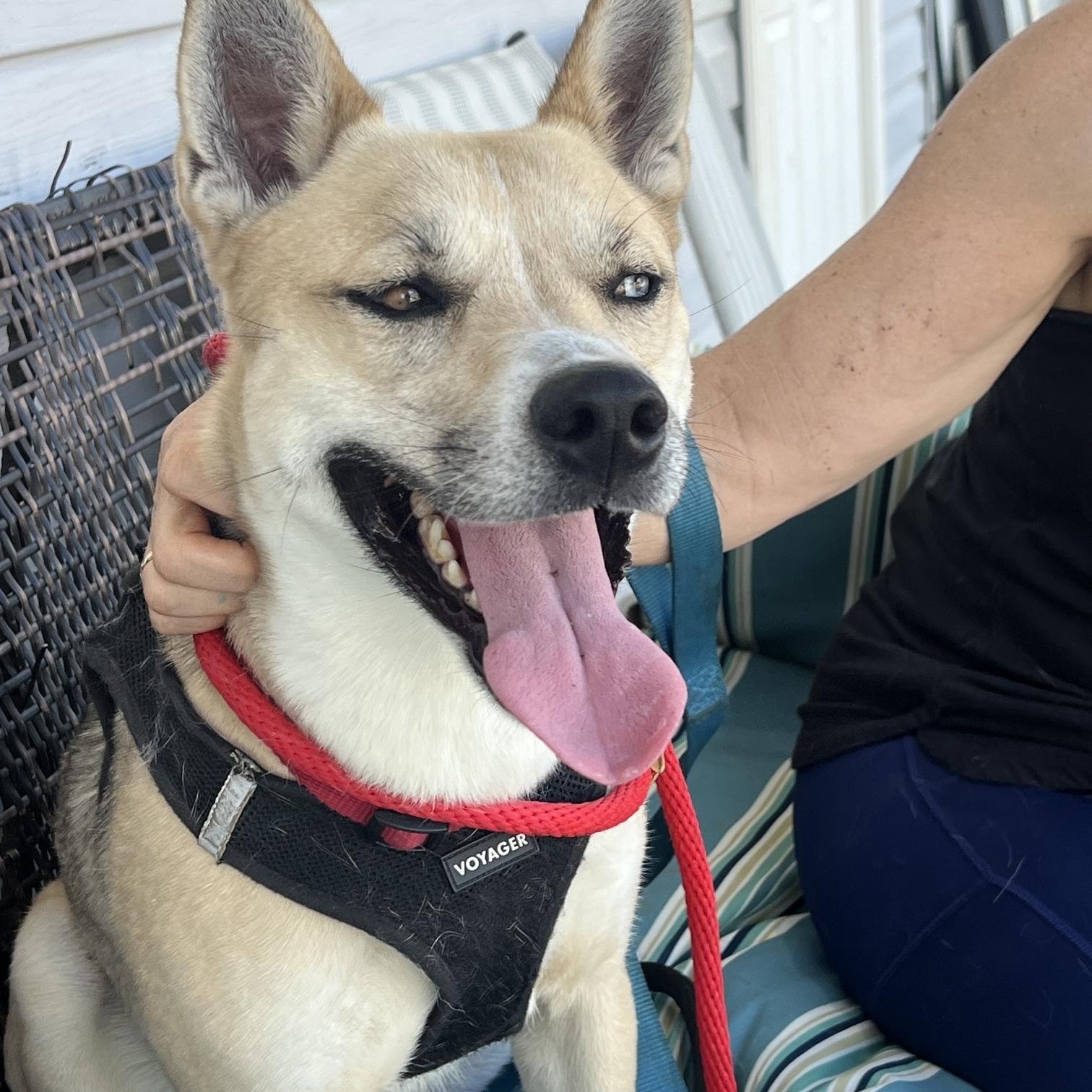 Enlarge Azure, a ADOPTABLE mixed breed in Ellicott City, MD image 6/6