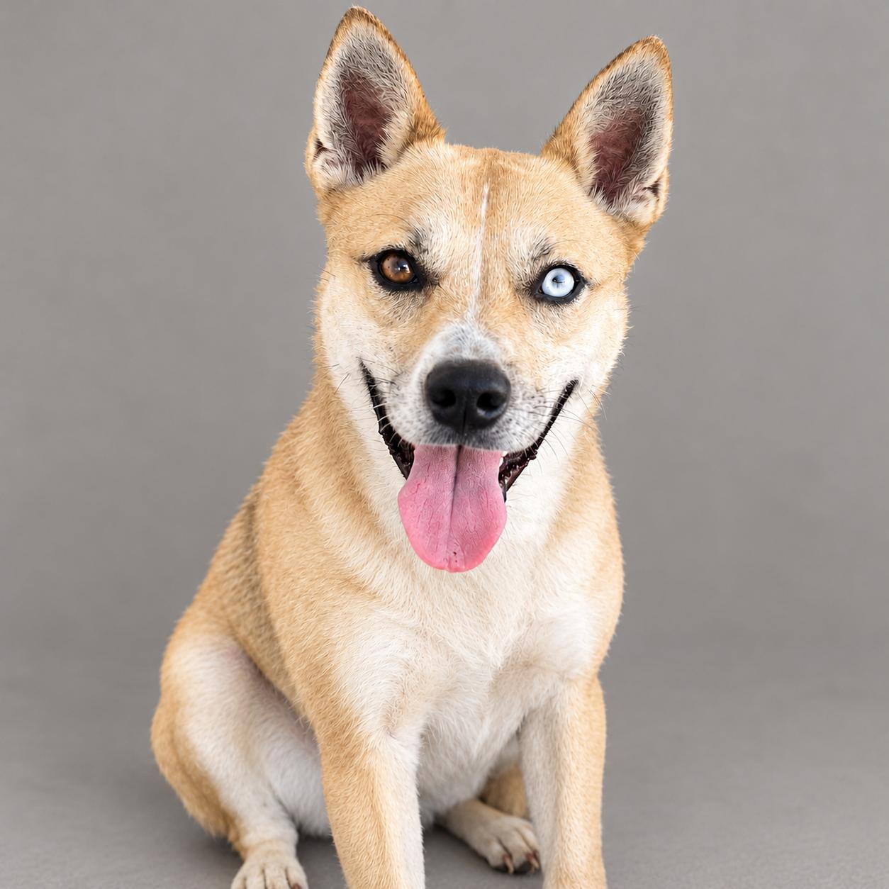 Enlarge Azure, a Adoptable mixed breed in Ellicott City, MD image 1/5