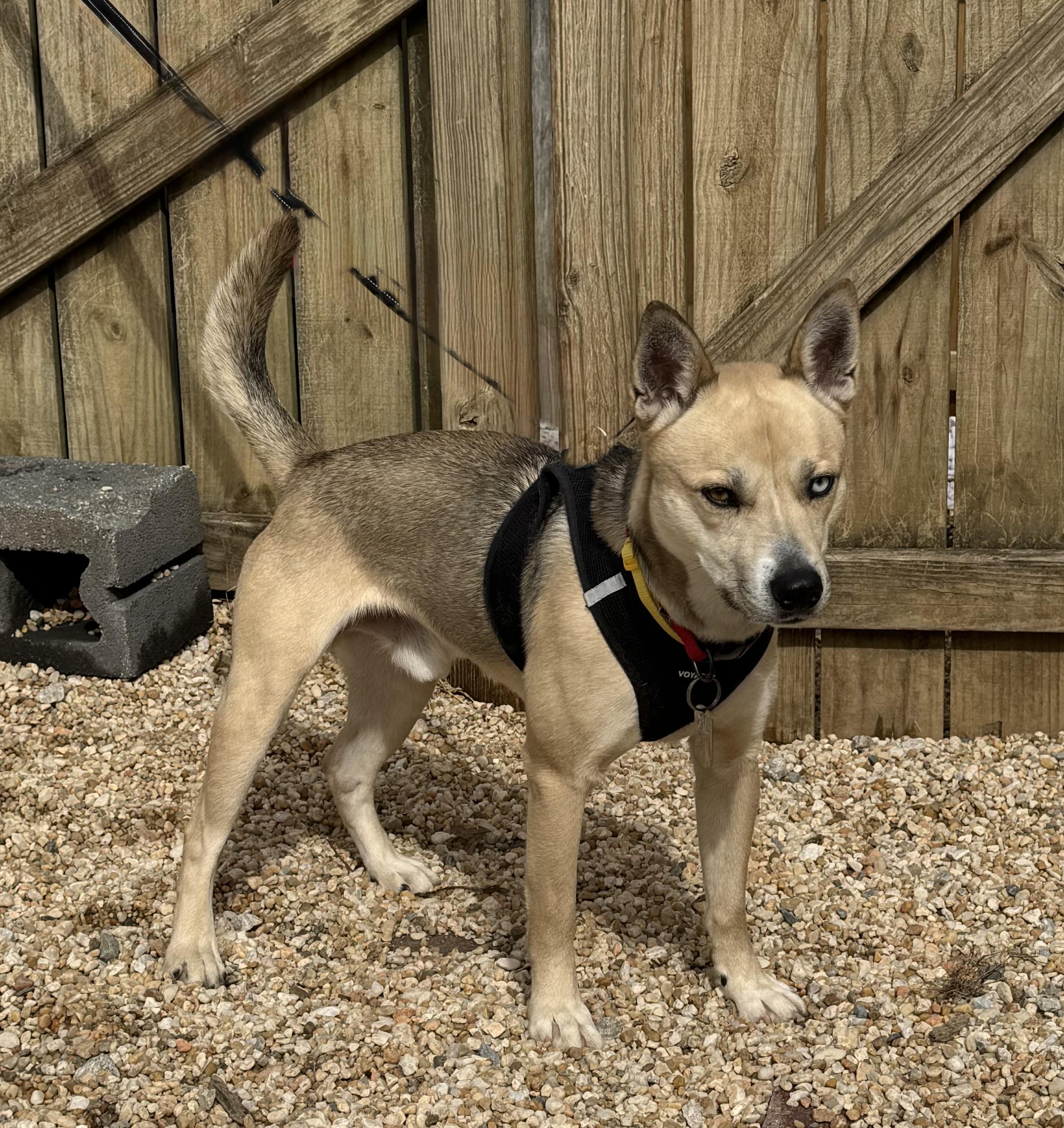 Enlarge Azure, a ADOPTABLE mixed breed in Ellicott City, MD image 2/2