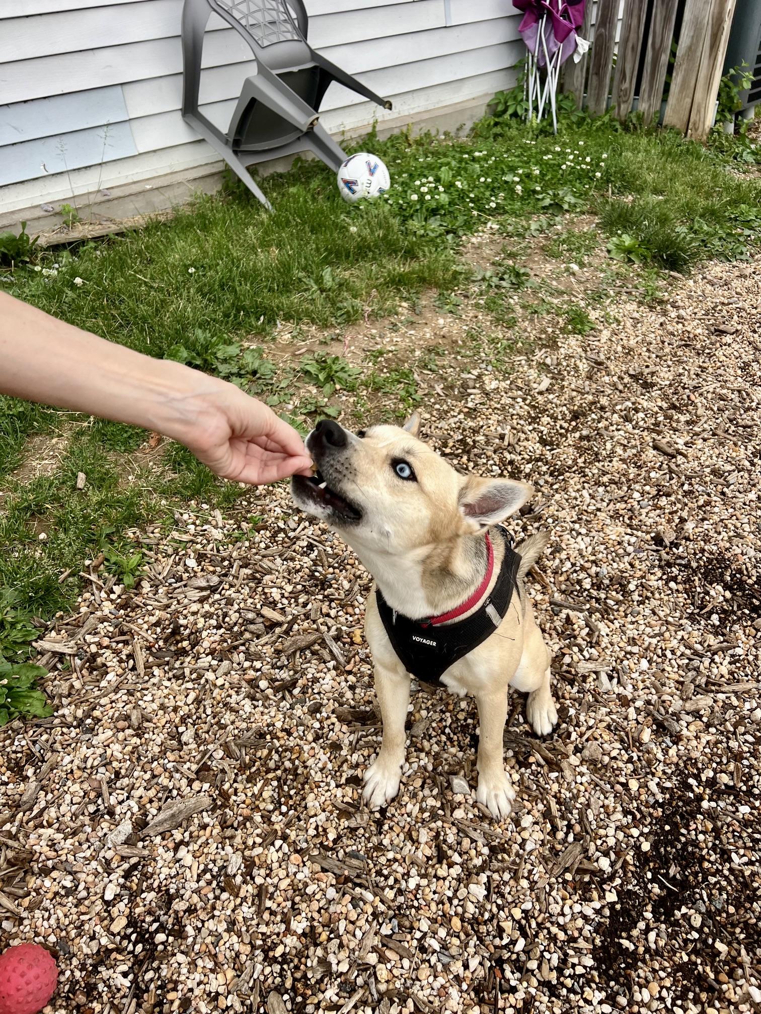Enlarge Azure, a ADOPTABLE mixed breed in Ellicott City, MD image 4/4